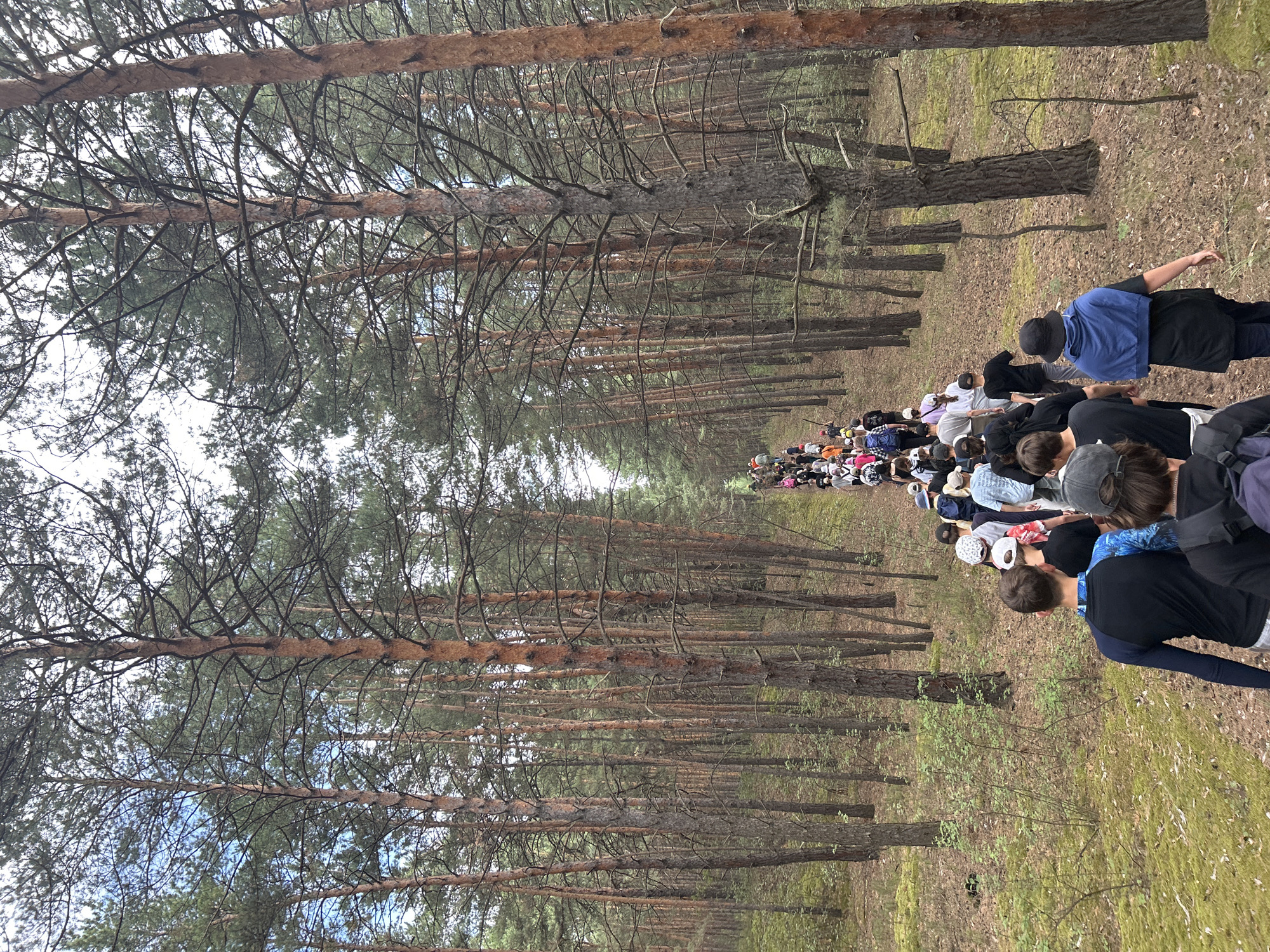 A group of approximately 30 people, appearing to be mostly young adults and teenagers, are walking single file along a path in a pine forest. The path is dirt and covered with pine needles and moss. The trees are tall and thin with sparse branches. The sky is overcast. The group is moving away from the viewer, towards the background of the image. The foreground shows the backs of a few individuals in the group, one wearing a dark long-sleeved shirt with blue and black patterns on the sleeves, another in a black t-shirt, and a third in a black shirt with a blue shawl draped around their shoulders. The overall scene depicts a nature walk or hike. The image does not provide any specific visual cues to identify the location as Nikolo-Petrovka, Russia, nor does it contain any elements that would suggest a forensic context.
