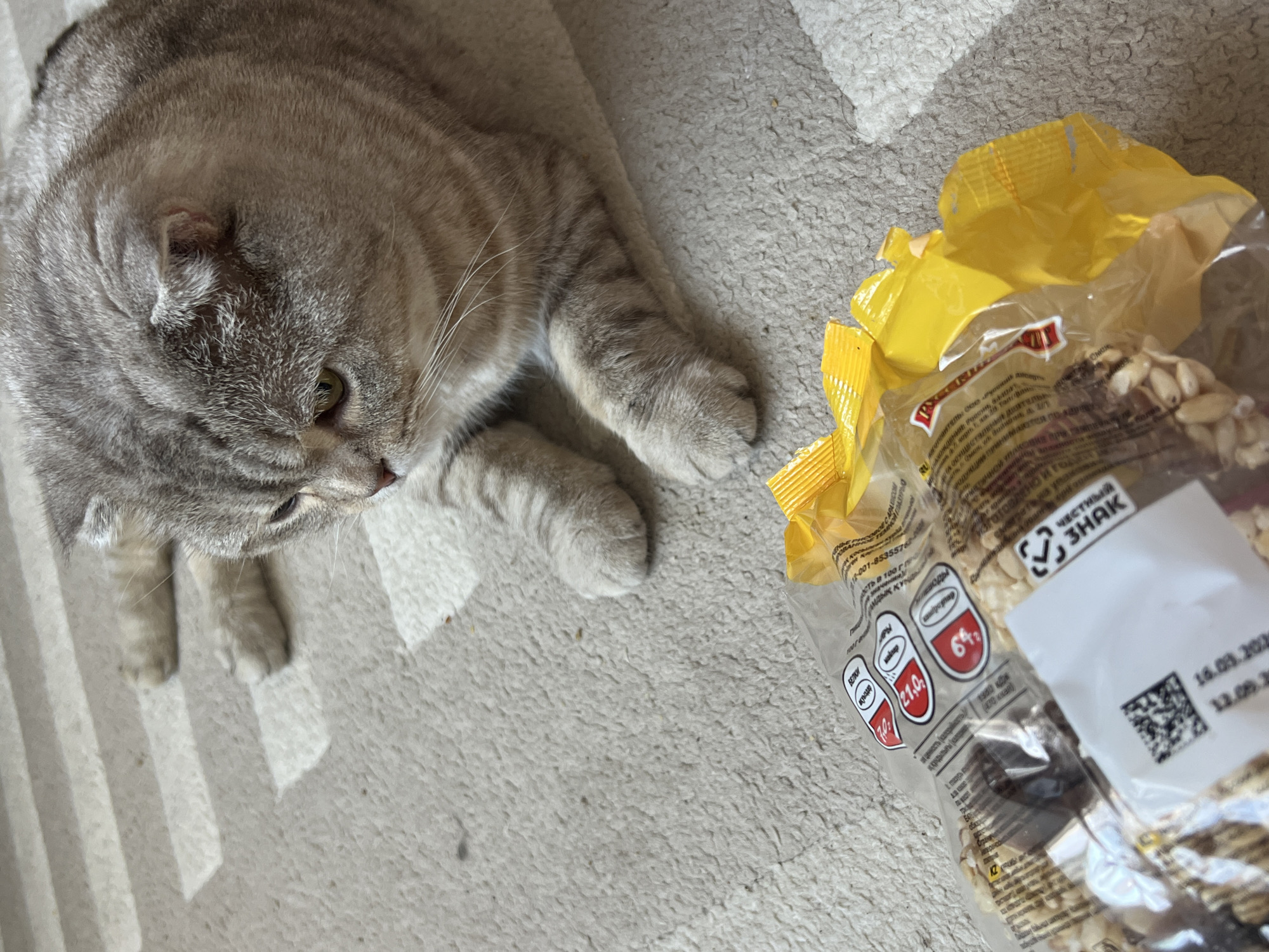 A light grey tabby cat with distinctive green eyes is captured from an overhead perspective, looking intently at a clear plastic bag of snacks. The cat, appearing to be a Scottish Fold or British Shorthair breed, has striped fur markings and is lying or sitting on a textured, light-colored carpet, which features linear patterns of sunlight. The bag contains what appears to be peanuts or a mix of nuts and is partially open, revealing a yellow-colored top section.
The cat's head is tilted down, indicating curiosity or interest in the bag's contents. Streaks of bright sunlight across the carpet suggest it is daytime in Chaikovsky, Russia, where the scene is set.
Visible text on the bag includes nutritional information such as "БЕЛКИ" (Proteins) at 7.0, "УГЛЕВОДЫ" (Carbohydrates) at 6.42, and an unidentifiable value of 21.0, likely for fats, contributing to an "ЭНЕРГЕТИЧЕСКАЯ ЦЕННОСТЬ" (Energy value) of 1980 kJ (470 kcal). The bag also features the "ЧЕСТНЫЙ ЗНАК" (Honest Sign) Russian national labeling system logo and dates "16.03.20..." and "12.08.2...", likely for production and expiration. Other text fragments mention "РОССИЯ" (Russia) and "Омск" (Omsk), reinforcing the location context.
