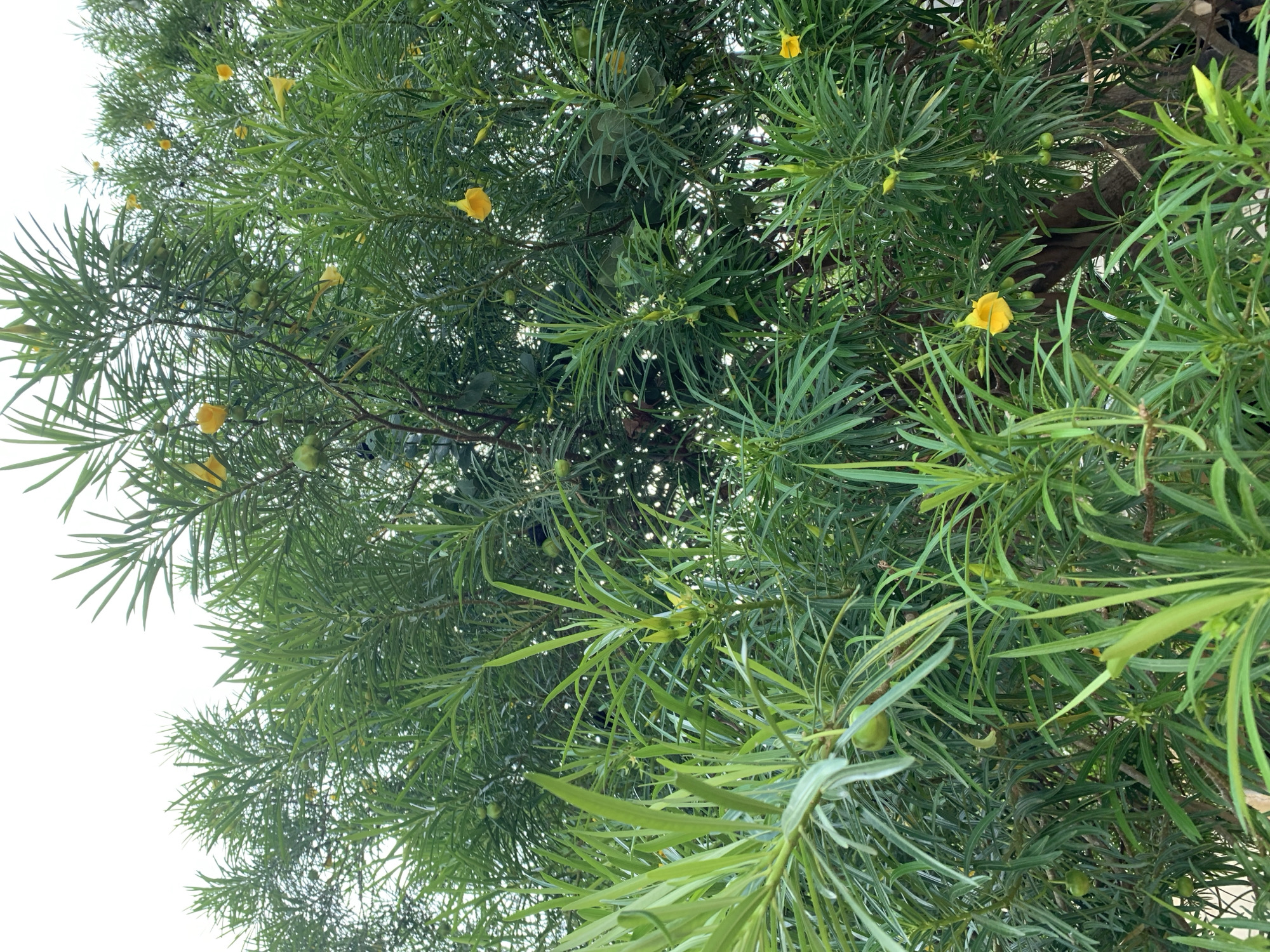 Looking up into the crown of a tree with slender, needle-like leaves and scattered yellow trumpet-shaped flowers. Some green, round fruits are visible amongst the foliage. The sky is pale and overcast in the background.