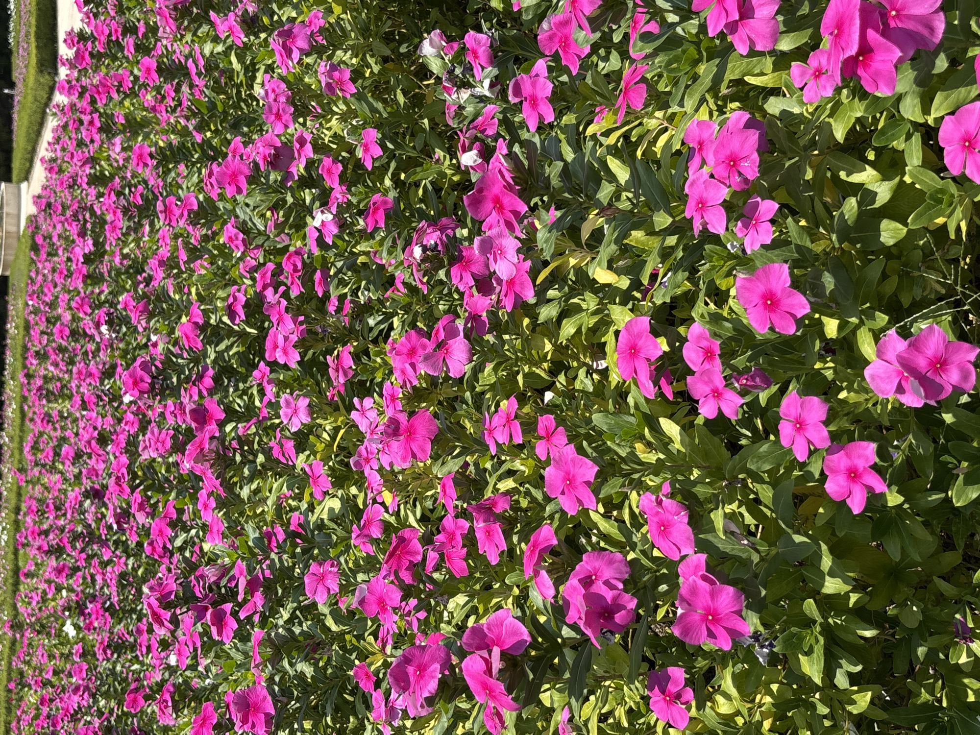 The image shows a dense ground cover of pink flowers and green foliage. It appears to be a flower bed located in Tehuixtla, Mexico. The flowers are in full bloom, suggesting a warm, sunny climate. A trimmed hedge is visible in the distance on the left side of the frame.