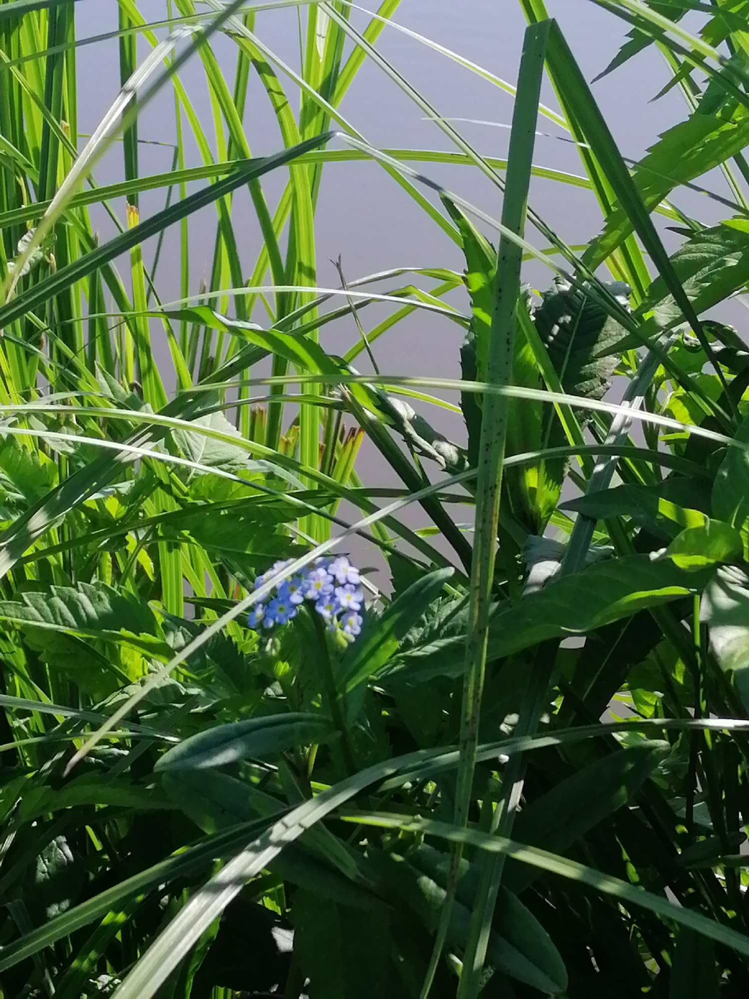The image is a close-up, eye-level shot of dense green foliage, primarily tall grass and broad leaves, with a cluster of small blue flowers visible in the lower center. The background is a soft, out-of-focus light gray, suggesting a bright, overcast sky or a distant, uniform surface. Sunlight highlights some of the leaves, creating a dappled effect. The scene appears to be outdoors, likely in a natural or semi-natural setting within or near Krasnoluka, Ukraine, given the provided context. There are no people or specific structures visible. The focus is entirely on the vegetation.