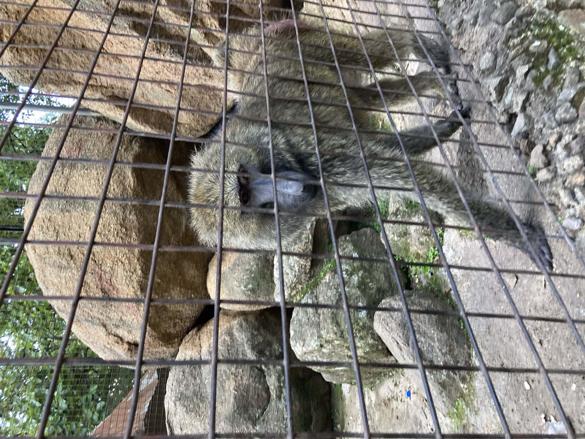 The media file shows a baboon in an enclosure, likely a zoo or wildlife park. The baboon, with its characteristic muzzle and fur, is the main subject. It appears to be resting or observing its surroundings within the confines of a metal cage. The enclosure includes large rocks and some greenery, suggesting a somewhat naturalistic habitat. The lighting indicates it is daytime, and the weather appears to be fair. The image captures the baboon from behind the cage bars, emphasizing its confinement. The overall scene is one of an animal in captivity. There is no visible text in the image.