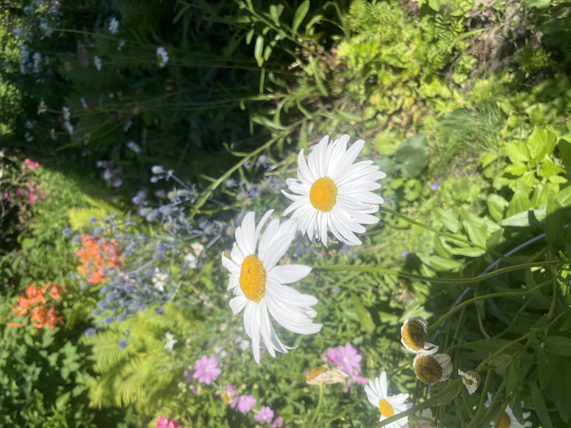 This is a close-up, eye-level shot of a garden with various flowers and foliage. In the foreground, two prominent white daisies with yellow centers are in focus. To the left and bottom of the frame, several wilting or spent daisy heads are visible, some with brown centers. In the background, out-of-focus elements include bright orange lily-like flowers, clusters of small purple-blue flowers, delicate pink flowers, and lush green ferns and other leafy plants. The lighting suggests a sunny day, with dappled sunlight casting shadows. No people or animals are clearly identifiable, though a small dark insect is visible on one of the daisies. The scene depicts a naturalistic garden setting, possibly in or near the Дунілавіцкі сельскі Савет in Belarus, given the flowers and greenery typical of the region.