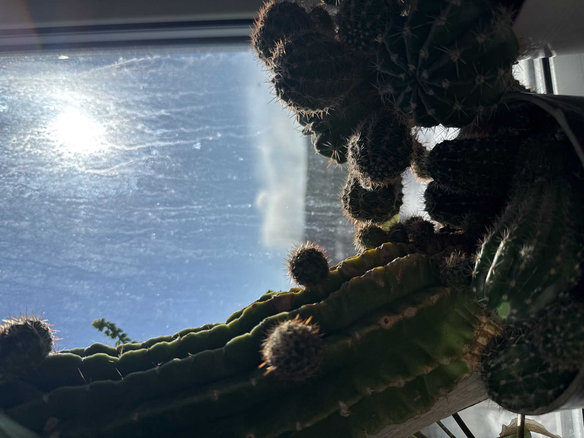 A low-angle shot looking up at a cactus plant in a pot situated on a windowsill. The cactus is green with numerous small, round offshoots or buds covered in spines. In the background is a window with a view of a bright, sunny sky that has some cloud cover. The window glass appears to be textured or slightly dirty, diffusing the sunlight. The location in Orel, Russia is speculative.