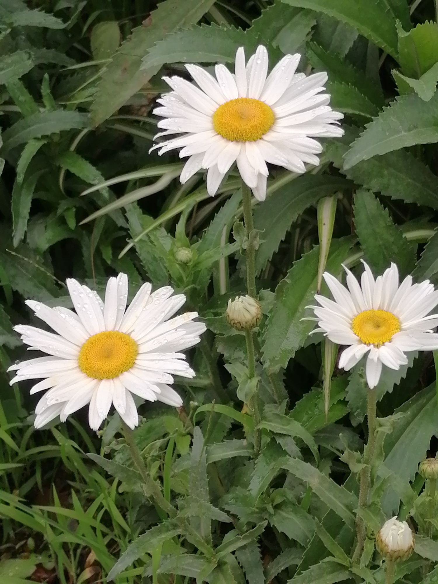 The image depicts a close-up view of three white daisies with yellow centers, set against a backdrop of lush green foliage. Water droplets are visible on the petals of the daisies, suggesting recent rainfall or dew. One daisy is prominently featured in the foreground, while two others are partially visible to the left and right. A closed daisy bud is also present, indicating the natural life cycle of the flowers. The surrounding environment appears to be a garden or natural setting, with the dense green leaves creating a textured and organic feel. The overall impression is one of natural beauty and tranquility, characteristic of the temperate climate and floral landscapes found in Lang Biang, Đà Lạt, Vietnam.