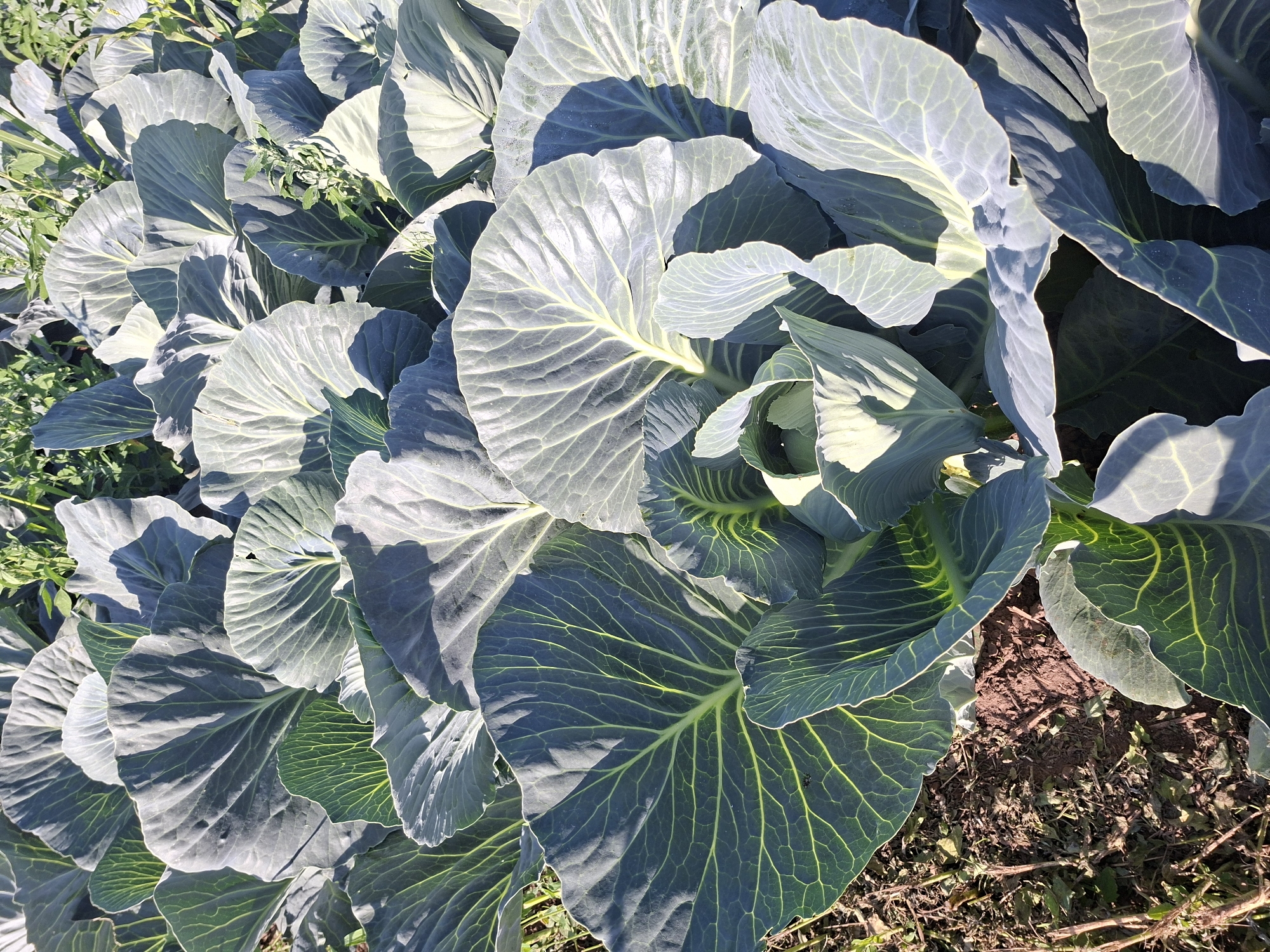 A close-up, overhead shot showcases a dense field of cabbage plants. The leaves are large, with prominent veins, and vary in color from deep green to a silvery gray, due to sunlight and shadow. Some leaves are curled and ruffled, while others lie flat. The ground beneath is a mix of dark soil and dry plant matter. The overall impression is one of lush, healthy vegetation in an agricultural setting.
