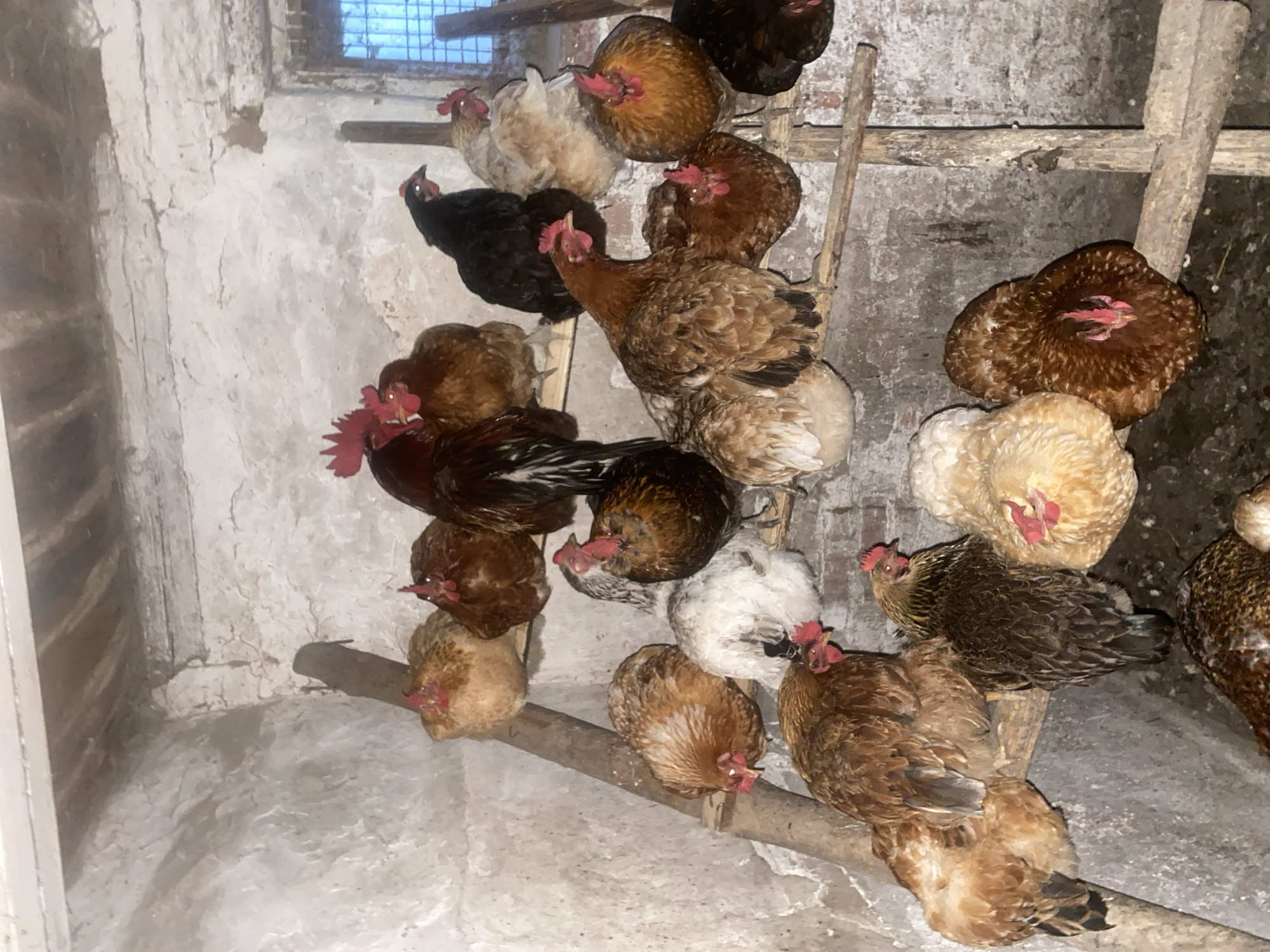 The image shows a group of chickens perched on wooden beams inside a coop. The coop has whitewashed walls and a window with wire mesh. There are roughly 20 chickens of various breeds, including brown, black, and white. The location is Ustyvytsia, Ukraine.