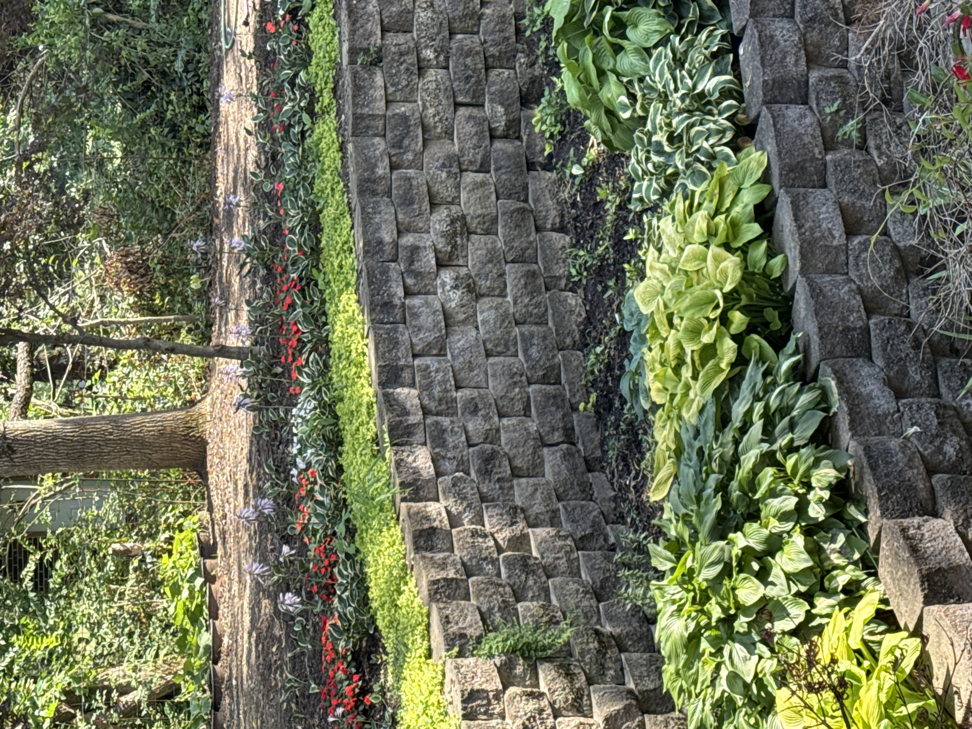 A terraced garden with a retaining wall constructed of dark grey interlocking stones is visible in the image. The wall runs diagonally from the bottom left corner upwards towards the right side. On top of the retaining wall, various plants are arranged in distinct sections. The lowest tier, closest to the viewer, features a dense planting of hostas with large, textured green leaves, some of which appear variegated. Above this, a vibrant green ground cover plant forms a lush carpet. Further up, a band of red flowers, possibly begonias, is interspersed with hostas featuring green leaves edged in white. Delicate purple, spiky flowers rise above this floral border. The background of the image shows a wooded area with trees and dense foliage, indicating a natural, semi-wild environment. The lighting suggests it is daytime, with dappled sunlight casting shadows across the scene. The image does not contain any people or discernible urban structures, suggesting a residential or park setting within Springboro, United States of America.