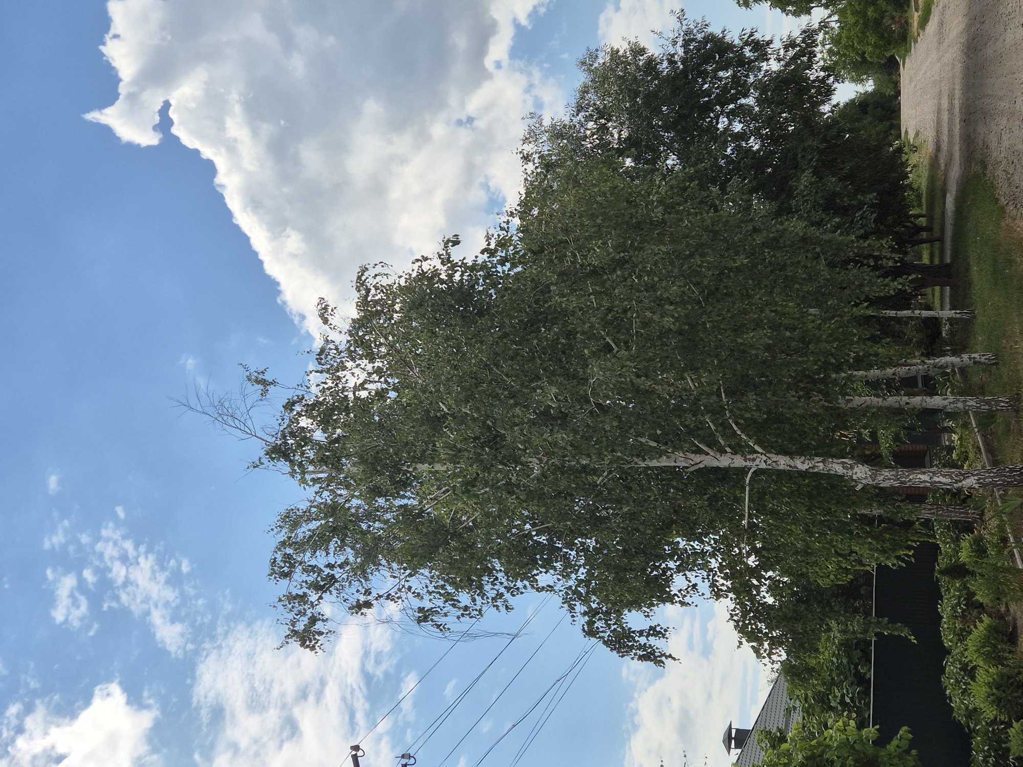 The image depicts an outdoor scene with a focus on a birch tree and a dirt road under a bright, cloudy sky. The perspective is low-angle, looking upwards towards the sky and the tree canopy. A large, puffy white cloud dominates the upper left portion of the frame, contrasting with the clear blue sky. Several other smaller clouds are scattered across the sky.
The main subject is a tall birch tree with distinctive white bark and green leaves, its branches reaching towards the sky. The tree appears to be in the foreground and mid-ground of the image, with its lower trunk visible. Several other trees, likely also birch, are lined up behind the main tree, their white trunks creating a repeating pattern.
To the right of the trees, a dirt road stretches into the distance, bordered by a strip of green grass and vegetation. The road is textured and appears to be unpaved. In the background, more trees and foliage create a sense of depth.
Visible in the lower part of the image are some man-made elements: utility wires stretch across the scene, supported by what appear to be utility poles. A dark green fence runs along the right side of the property, and a section of a dark gray roof with a chimney is visible at the bottom right, suggesting a residential area.
The lighting and the bright sky indicate it is daytime, likely a sunny or partly cloudy day. The presence of leaves on the trees suggests it is either spring or summer. The overall mood is peaceful and natural, with a hint of rural life. No people are visible in the image. No text is present. The context provided identifies the location as Sozonivka, Ukraine.