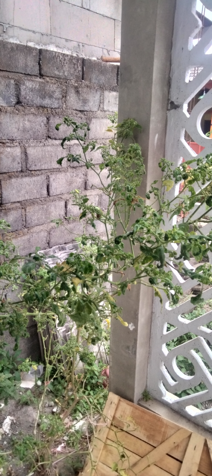 In Antirogo, Indonesia, a young chili plant with wilting, curled leaves grows near a grey cinder block wall and a white concrete pillar with decorative cutouts. The plant's stems are thin and some leaves are yellowing, suggesting potential nutrient deficiency or disease. In the foreground, a portion of a light brown wooden crate is visible, placed on the ground. The environment appears to be an outdoor area, possibly a backyard or garden, with a slightly unkempt appearance.