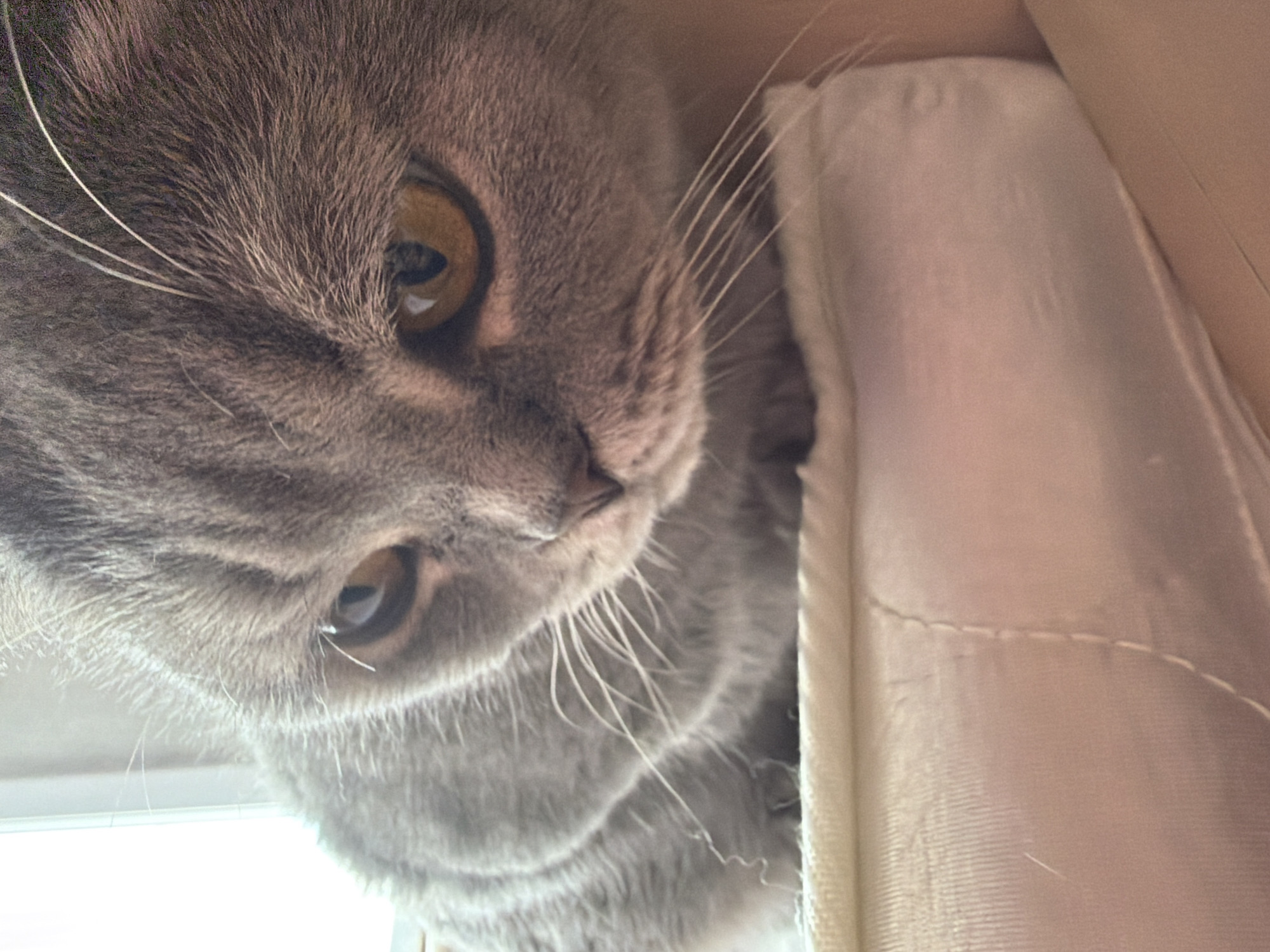 A close-up, low-angle shot captures a grey cat peering downward or towards the viewer from an elevated or enclosed position. The cat, likely a British Shorthair with its dense grey fur and round face, fills most of the frame. Its large, amber-colored eyes are wide and attentive, reflecting a gentle curiosity. Prominent white whiskers extend from its muzzle.
The cat's head and upper body are visible, with its soft, plush fur in sharp detail. To the right, a light-colored, possibly beige or off-white, fabric is visible, appearing soft and structured, with a visible seam or stitching running horizontally. This fabric suggests the cat might be inside a box, a pet bed, or a soft container. The lower-left portion of the image is a bright, washed-out area, indicative of a strong light source, possibly a window, illuminating the scene from below. The overall lighting suggests it is daytime. The cat's expression is calm and inquisitive. There is no visible text. The setting is indoors, in Perm, Russia.