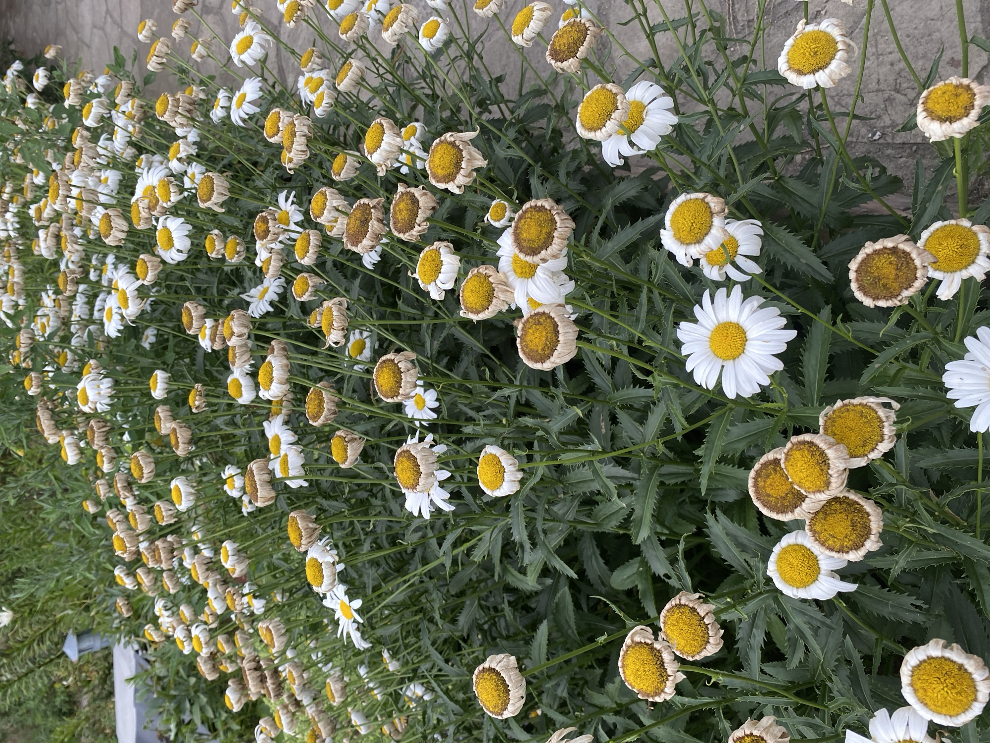 A dense cluster of white and yellow daisies, many of them wilted and browning, fills the frame. The flowers are at various stages of bloom and decay, with some petals curled and dry, while others remain fresh and white. The central and lower portions of the image are dominated by the detailed texture of the daisy heads and their dark green, serrated leaves. The background consists of more greenery and a gray, paved surface, possibly a walkway or garden path. The lighting suggests it is daytime, with soft, diffused light. The image appears to have been taken from a slightly elevated perspective, looking down upon the flower bed. The location is Vasylky, Ukraine.