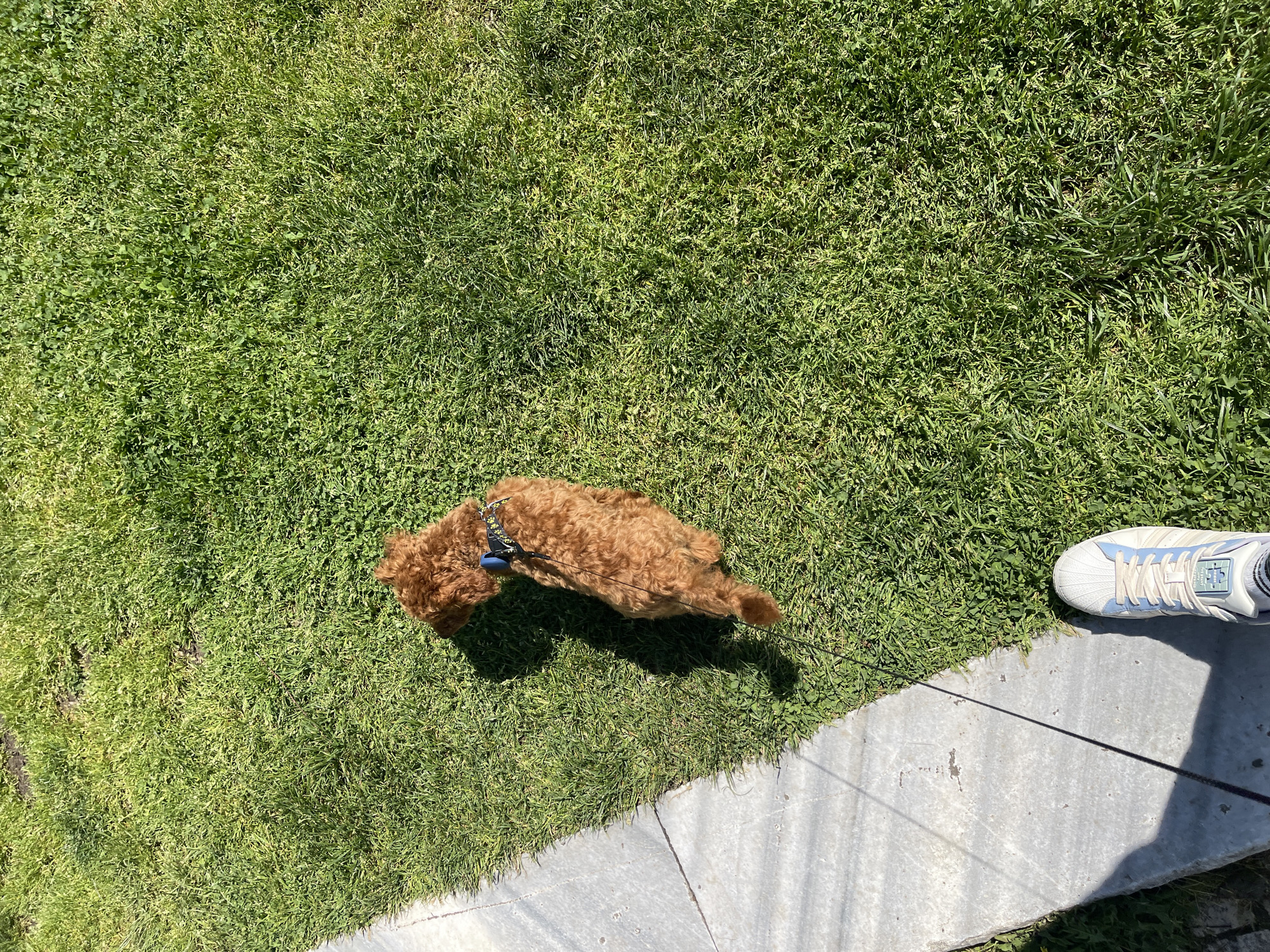 The image shows a small, reddish-brown dog lying on a patch of grass next to a concrete walkway. The dog has a harness with blue and black patterned fabric. A leash is attached to the harness and extends towards the bottom right corner of the image, where a person's foot wearing a white and blue athletic shoe is visible. The grass is dense and green, with some variations in color suggesting different types of vegetation. The concrete walkway is light gray. The location is uncertain but could be Sofia, Bulgaria based on the prompt.