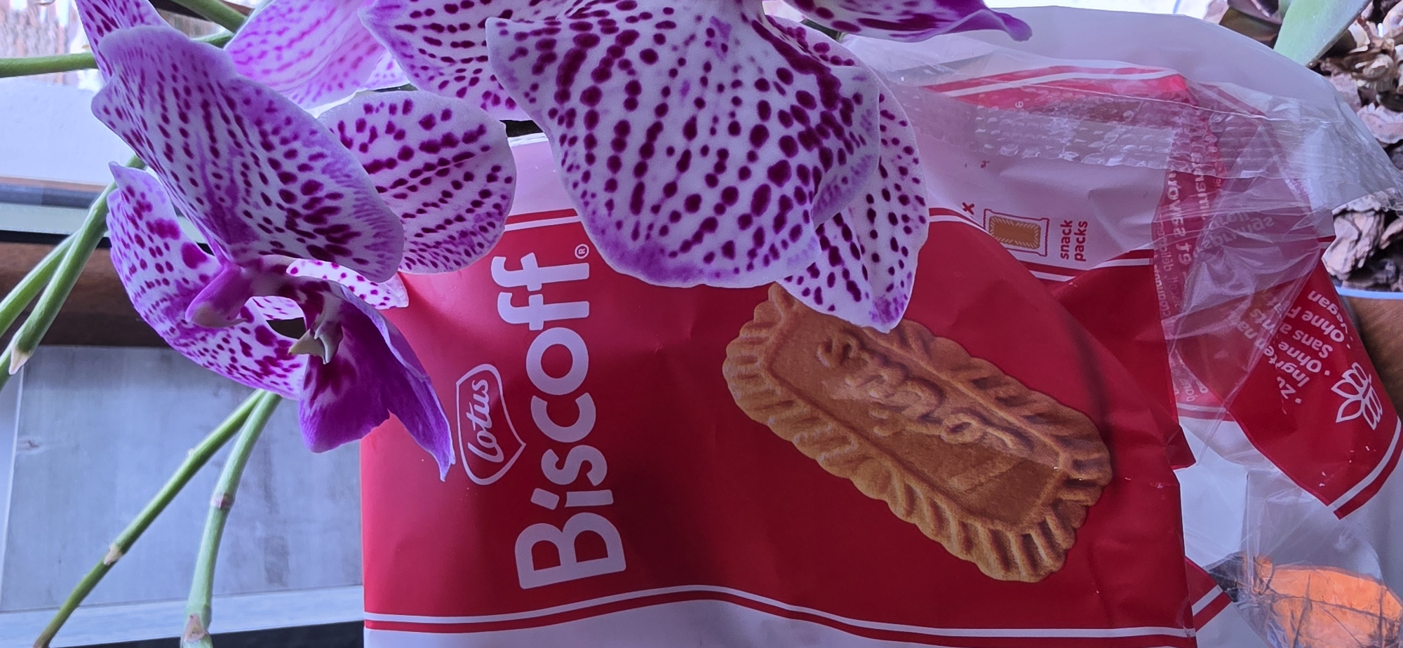 The image presents a still life featuring a package of Lotus Biscoff cookies partially obscured by a purple orchid. The orchid's petals display a pattern of purple spots over a light background. The Biscoff package is red and white, with an image of the cookie featured prominently. Some text on the package is legible: "Lotus Biscoff", "snack packs", and some ingredients information in German, French, and English. The cookies are described as "vegan". A transparent plastic bag is crumpled in the background. The stems of the orchid and other foliage are visible. The scene is shot indoors, possibly on a windowsill, with a blurry backdrop. There is no evidence of the location in Rudozem, Bulgaria.