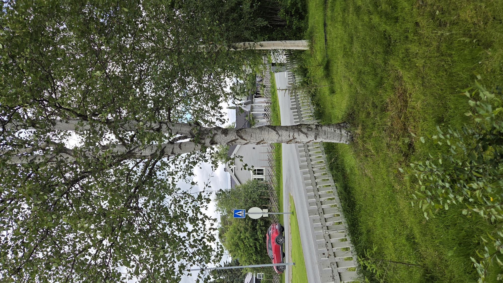 In the city of Tynset, Norway, a red SUV is parked on the side of a paved road. The vehicle is positioned on the left side of the road, facing away from the camera. Adjacent to the road, a white picket fence lines the property. Beyond the fence, several grey houses with dark roofs are visible, set against a backdrop of lush green trees and foliage. In the foreground, a tall birch tree with distinctive white bark stands prominently, its branches laden with green leaves. The sky above is overcast, with diffused sunlight illuminating the scene. A pedestrian crossing sign with a blue background and a white pedestrian icon is also present near the road.