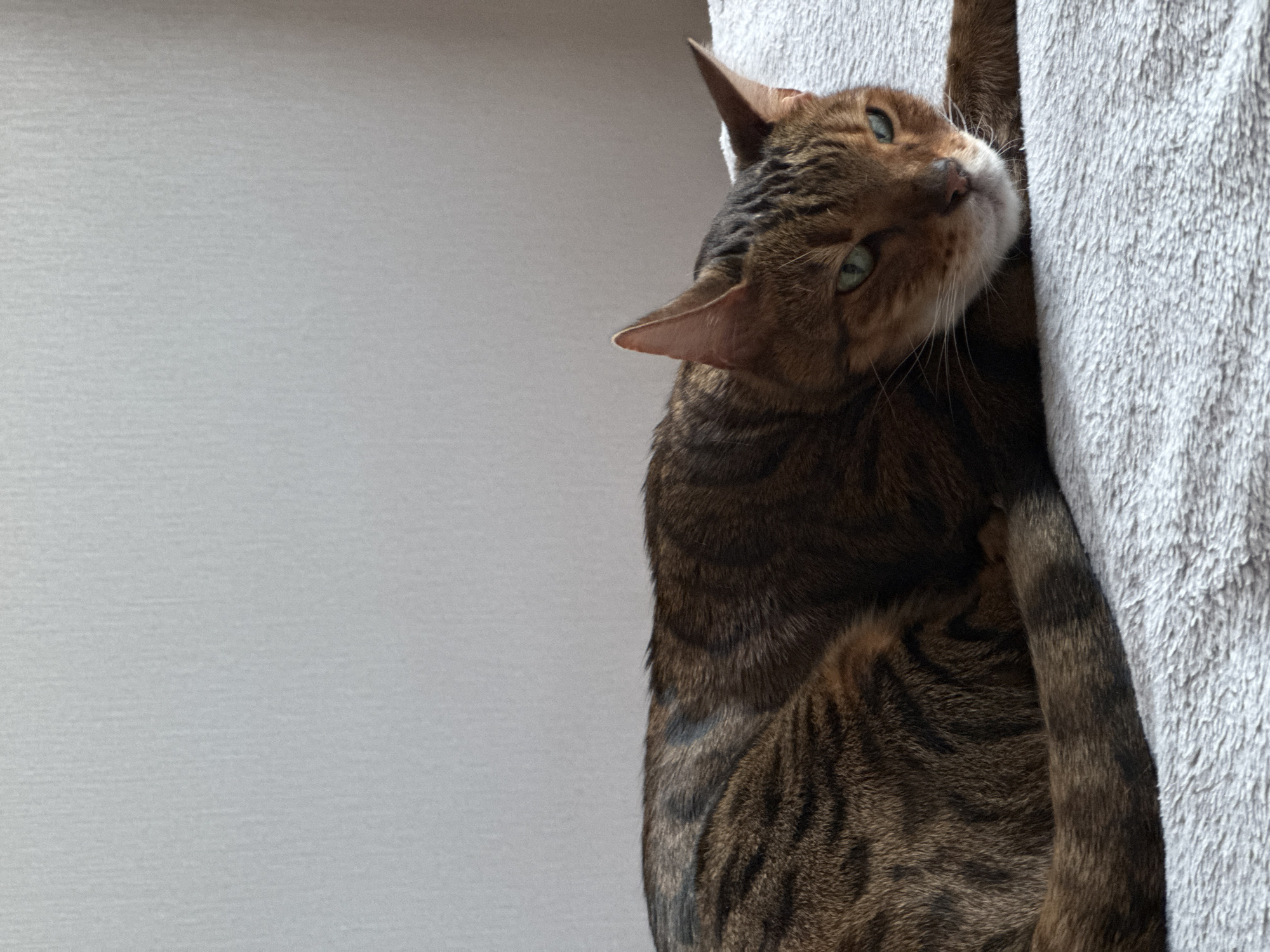 A brown tabby cat with green eyes is partially visible, clinging to a gray, textured surface that appears to be a cat tree. The cat's head is tilted, and it is looking upwards. The left side of the image shows a plain, light gray wall. The location is Unknown, Unknown.