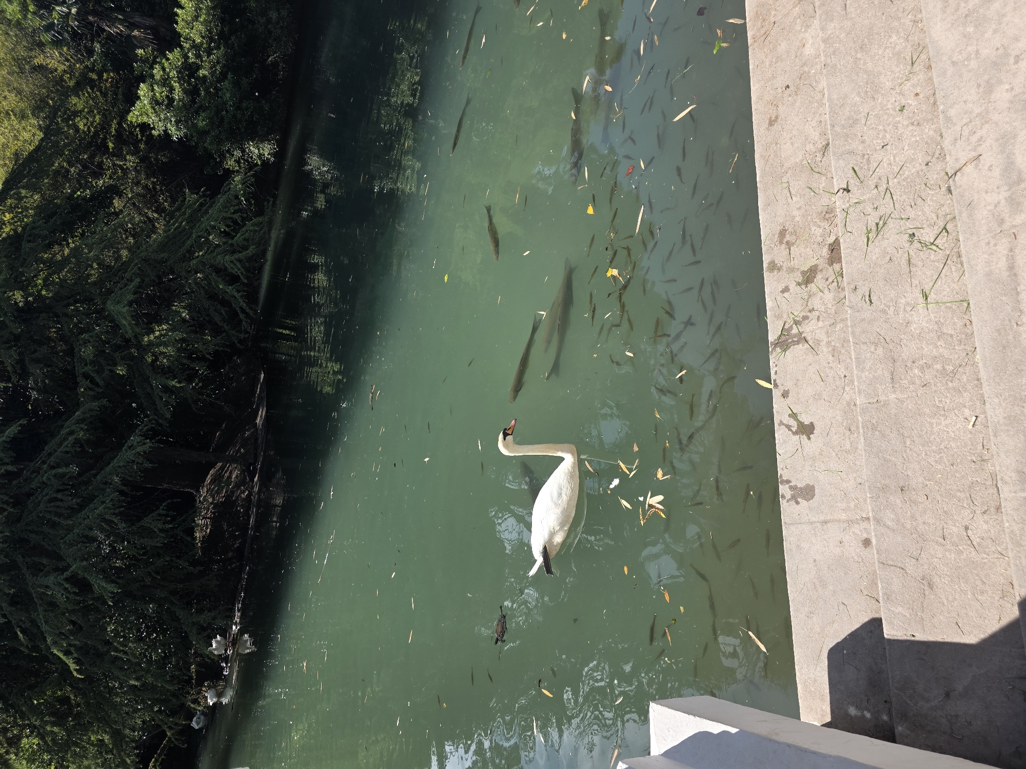 The image shows a serene view of a body of water, likely a pond or a slow-moving river, surrounded by lush green trees and foliage. In the foreground, stone steps descend towards the water. A large white swan is gracefully swimming in the clear, greenish water, accompanied by a multitude of small fish swimming near the surface and also some larger fish deeper down. In the background, on the left bank, several other white birds, possibly swans or ducks, are visible near the water's edge amongst the trees. The overall impression is one of tranquility and natural beauty. This scene appears to be located in the city of Sirius, Russia, as indicated by its proximity to natural attractions often found in resort areas.