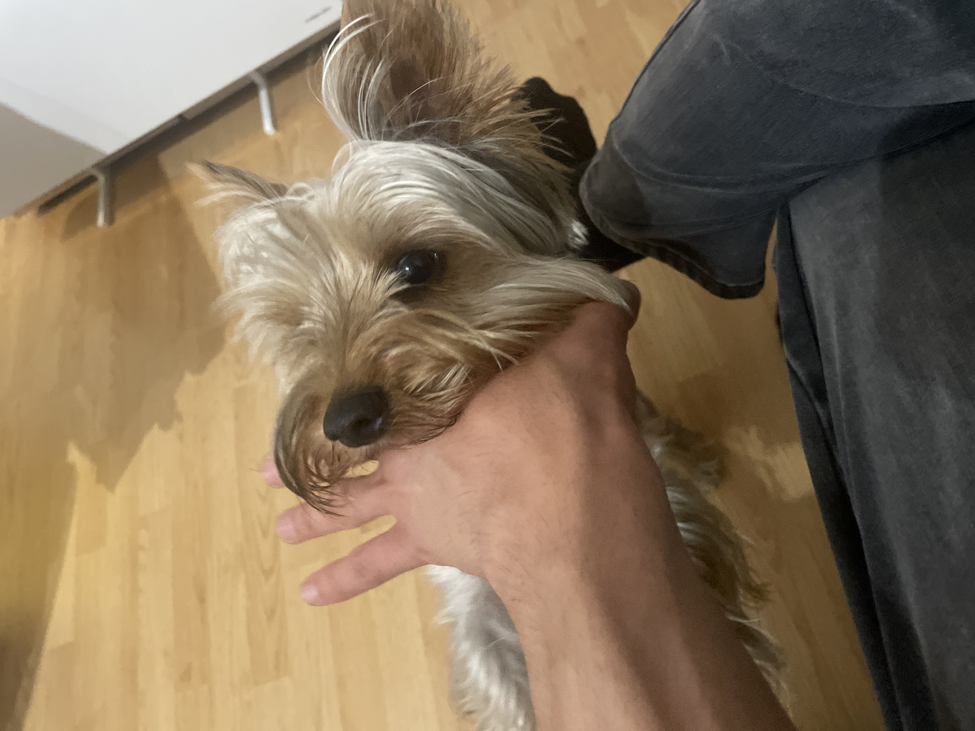 A Yorkshire Terrier is being held by a person's hand. The dog's face is close to the hand, and its fur is light brown and gray. The dog has dark eyes and a black nose. The person's hand is partially obscuring the dog's face. The person is wearing dark gray jeans. The background is a wooden floor and a white object, possibly a cabinet or appliance. The scene appears to be indoors.
