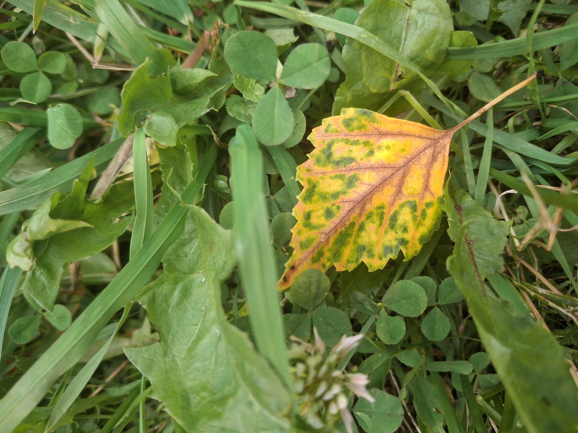 The image shows a close-up, eye-level view of a fallen, variegated yellow and green leaf resting on the ground amidst grass and clover. The leaf exhibits a prominent central vein and a serrated edge. Several blades of green grass and small, three-leafed clover plants are visible in the background, along with larger green leaves. The overall impression is of a natural outdoor setting, possibly a park or a backyard, within the city of Ozerki (Krasnodolinskaya), Russia. There are no people or animals depicted in the image, nor are there any identifiable structures or urban elements that would specifically pinpoint the location beyond a general natural environment. The lighting suggests it is daytime.