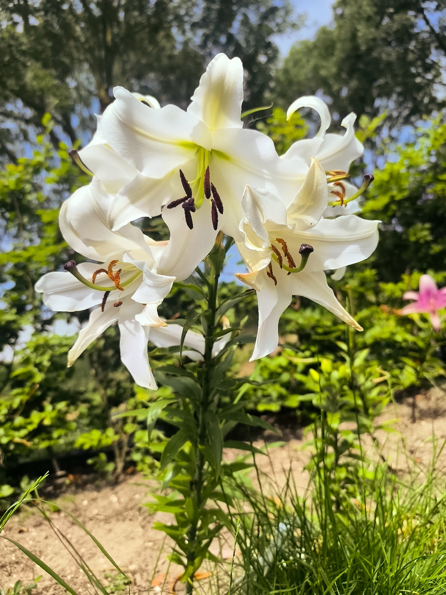 A low-angle, close-up shot captures a cluster of white lilies in bloom, with their delicate petals and prominent stamens bathed in sunlight. The lilies are the central focus, positioned on the right side of the frame, with their green stems extending downwards. The background features a blur of lush green foliage and trees, suggesting a garden or park setting. A hint of a pink flower is visible in the distant background, adding a subtle touch of color to the scene. The ground in the foreground is a mix of dry soil and green grass. No people or actions are present in the image. The overall impression is one of natural beauty and tranquility. The location of Almere, Netherlands, is not discernible from the image.