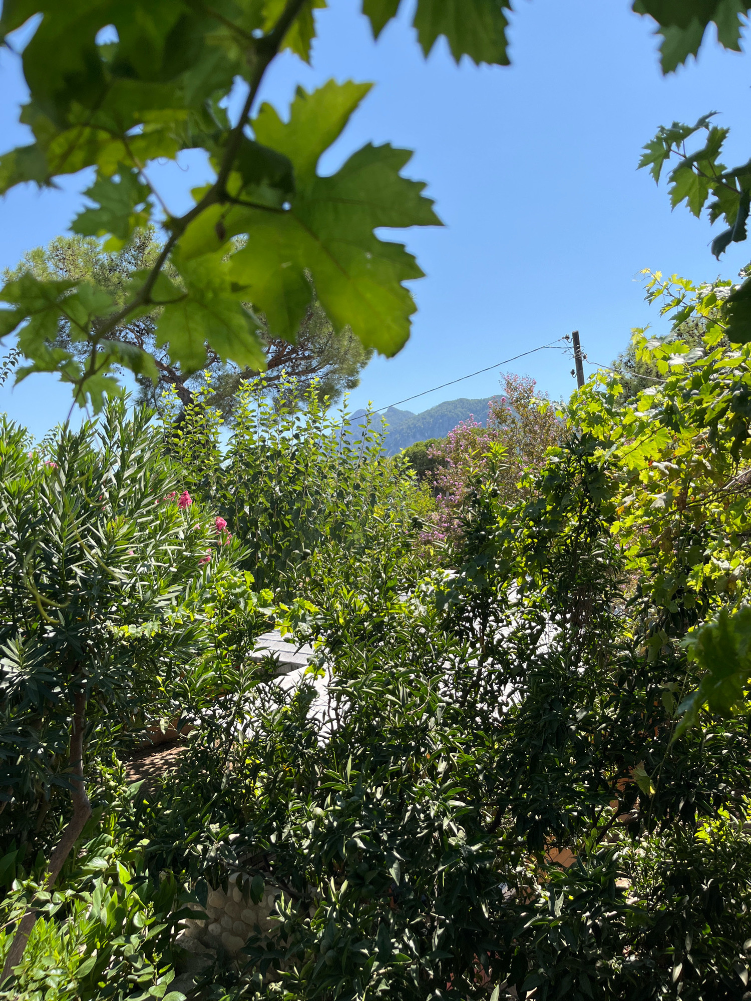 A lush, green garden scene is depicted, with dense foliage and vegetation dominating the foreground. Various types of trees and plants, including what appear to be citrus trees and oleander bushes with pink flowers, are visible. In the background, a clear blue sky is seen above a gentle slope of hills or mountains. A utility pole with wires runs horizontally across the mid-ground, suggesting a residential or semi-rural area. The overall impression is of a sunny, natural environment, likely in the region of Kemer, Turkey, known for its Mediterranean climate and abundant greenery. The image does not contain any people or specific actions.