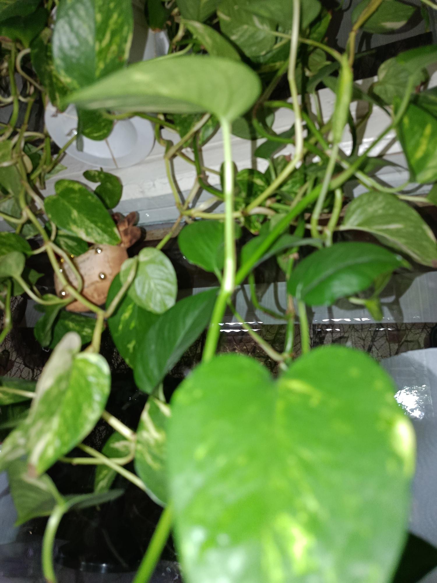 The image depicts a close-up view of a Pothos plant with green and variegated leaves. The plant is situated in an indoor environment, possibly a home or office, with artificial lighting casting shadows. There is a white saucer visible beneath the plant, suggesting it is in a pot. In the background, a small, brown, stuffed toy resembling a reindeer or a similar creature is partially obscured by the foliage. The scene appears to be a still life, with no human activity or interaction captured. The exact location in Tashkent, Uzbekistan cannot be determined from the provided image.