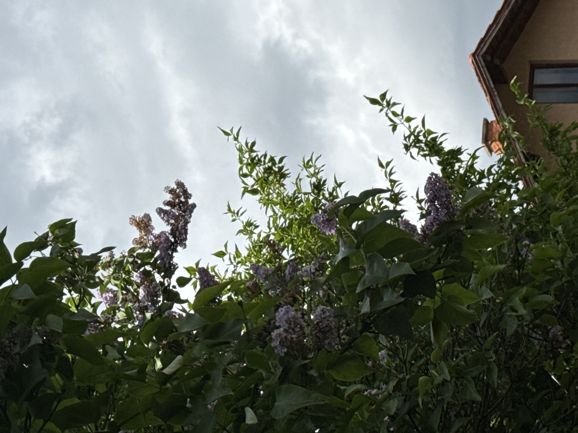 The image is a low-angle shot of a lilac bush, with purple flowers and green leaves, obscuring part of a building with a terracotta roof and a window. Above, the sky is overcast with gray clouds. The location is Sofia, Bulgaria.