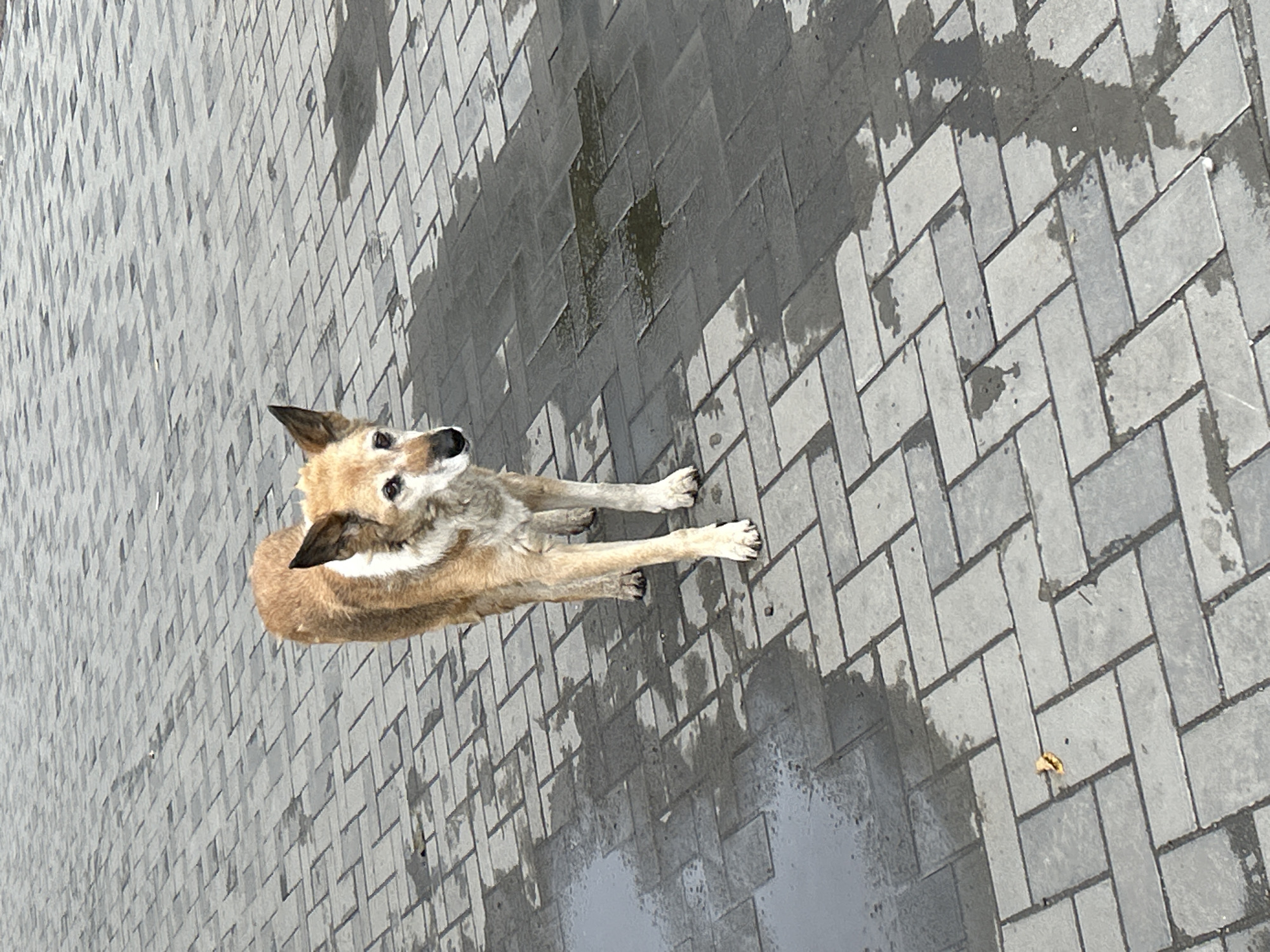 A medium-sized, light brown and white dog stands on a wet, grey paved walkway. The dog is facing slightly to the left, with its head turned towards the viewer. Its fur appears slightly unkempt, and its eyes are dark and alert. The walkway is composed of rectangular paving stones, some of which are dark and wet, indicating recent rain. There are puddles of water reflecting the overcast sky. The scene appears to be an outdoor public space, possibly a park or a city street. The image does not contain any explicit indicators of its location in Tomsk, Russia.