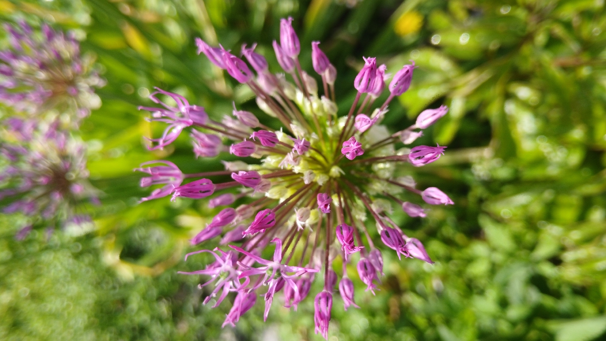 A close-up, high-angle shot captures a spherical cluster of pink allium flowers. The flower cluster is in focus, displaying individual unopened buds and partially opened flowers with thread-like petals. The background is a blurred mix of green foliage. The location is a city called Unknown.
