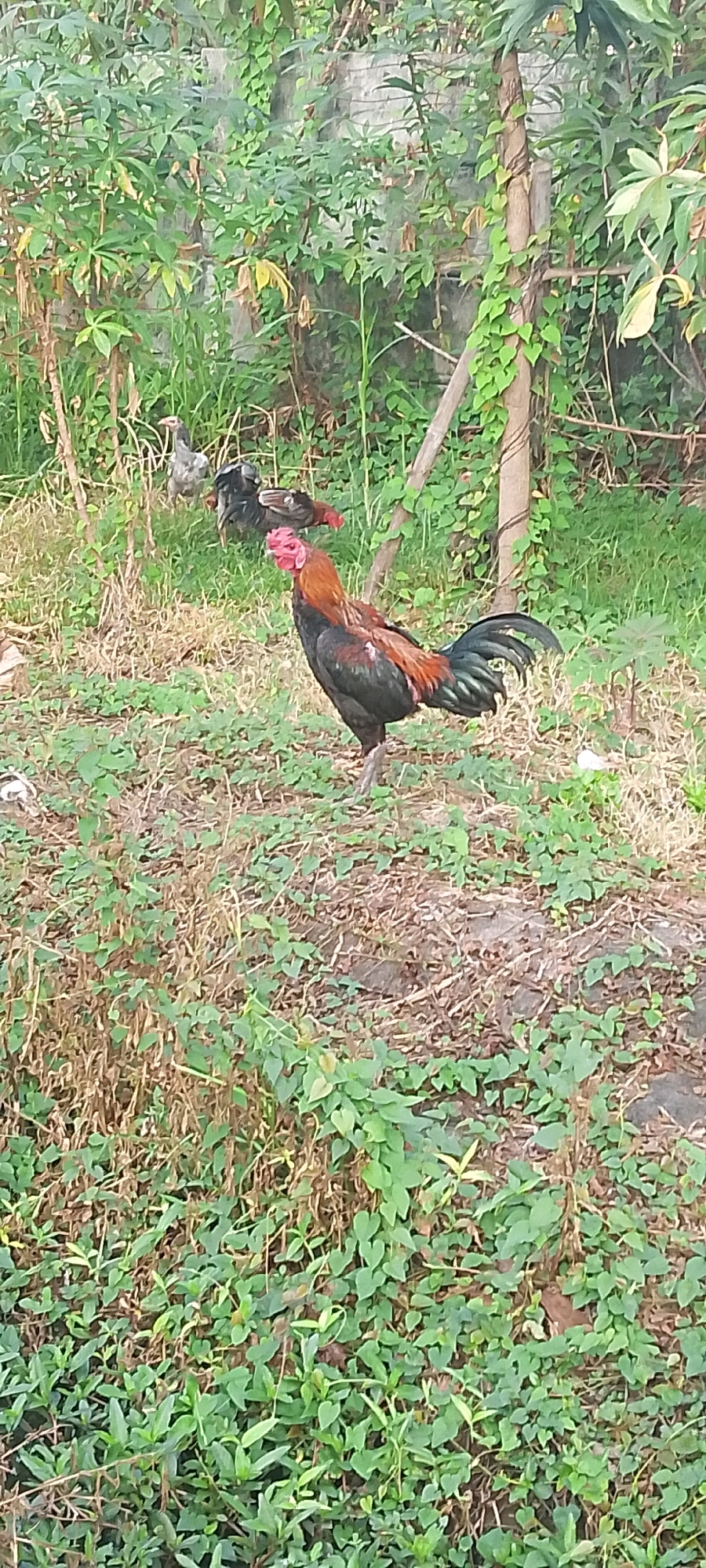 A rooster stands in a grassy area with some brown dried leaves and scattered green foliage. The rooster is predominantly black and brown with iridescent green and blue tail feathers. Its comb and wattle are bright red. In the background, to the left and further back, are two other chickens, one appears to be mostly gray and the other is dark with some red coloring. The background consists of lush green vegetation and a tree trunk wrapped with vines. The scene is outdoors, likely in a rural or semi-rural setting.