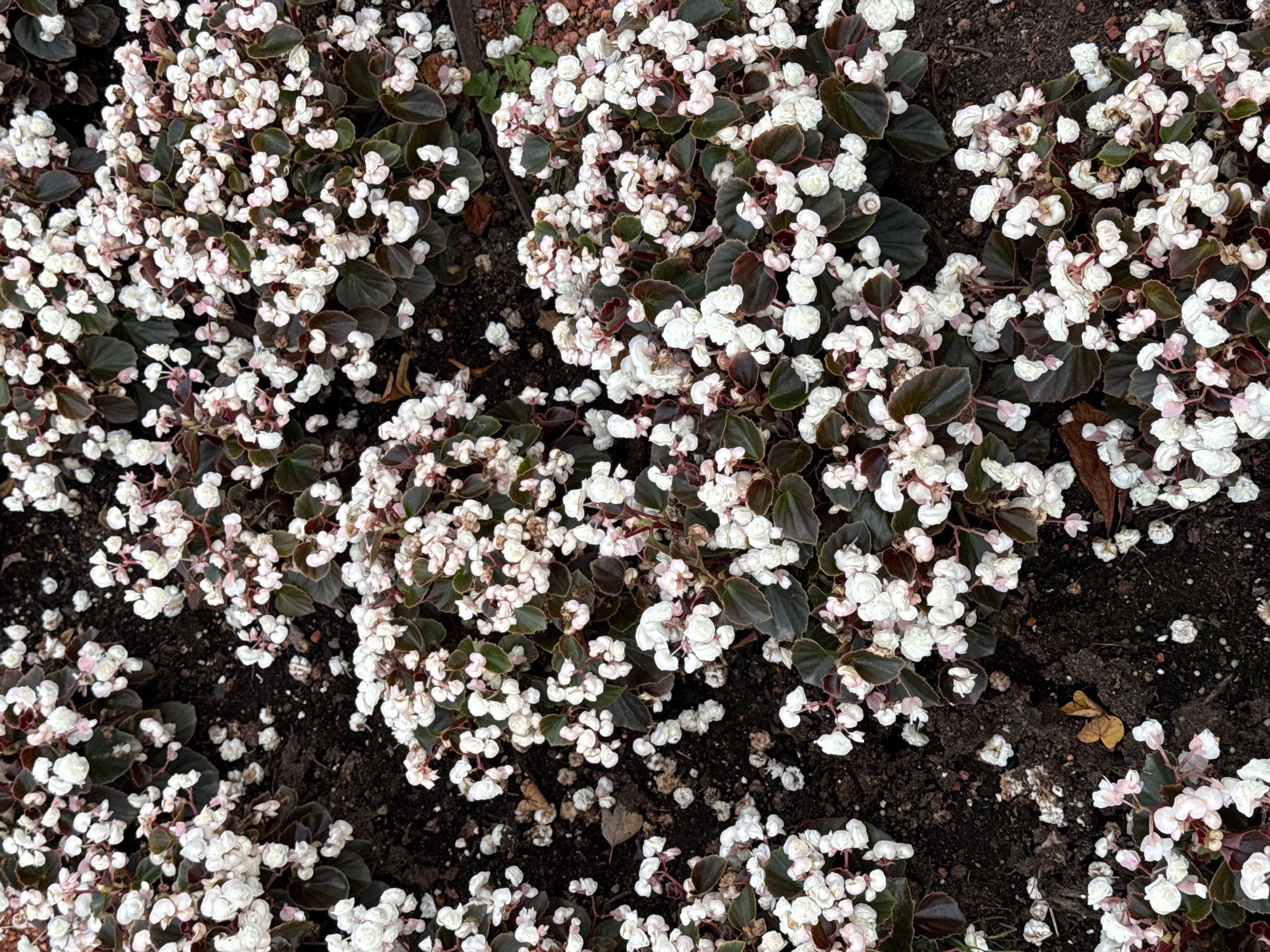 A cluster of white and pale pink begonia flowers with dark green leaves fills the frame. The flowers are dense and bloom in clusters, some showing delicate pink hues at the edges of the petals. The leaves are heart-shaped and have a slightly glossy, deep burgundy-green color. The plants are arranged in dark soil, which appears slightly uneven and contains small pebbles and fallen leaf fragments. The scene is shot from a high angle, looking down on the flowers and ground. The lighting is even, suggesting an overcast day or shade. The image appears to be a close-up view of a flowerbed, possibly in a park or garden setting. There are no people or animals visible in the image. The context of Tallinn, Estonia, is not directly discernible from the visual elements of the image itself.