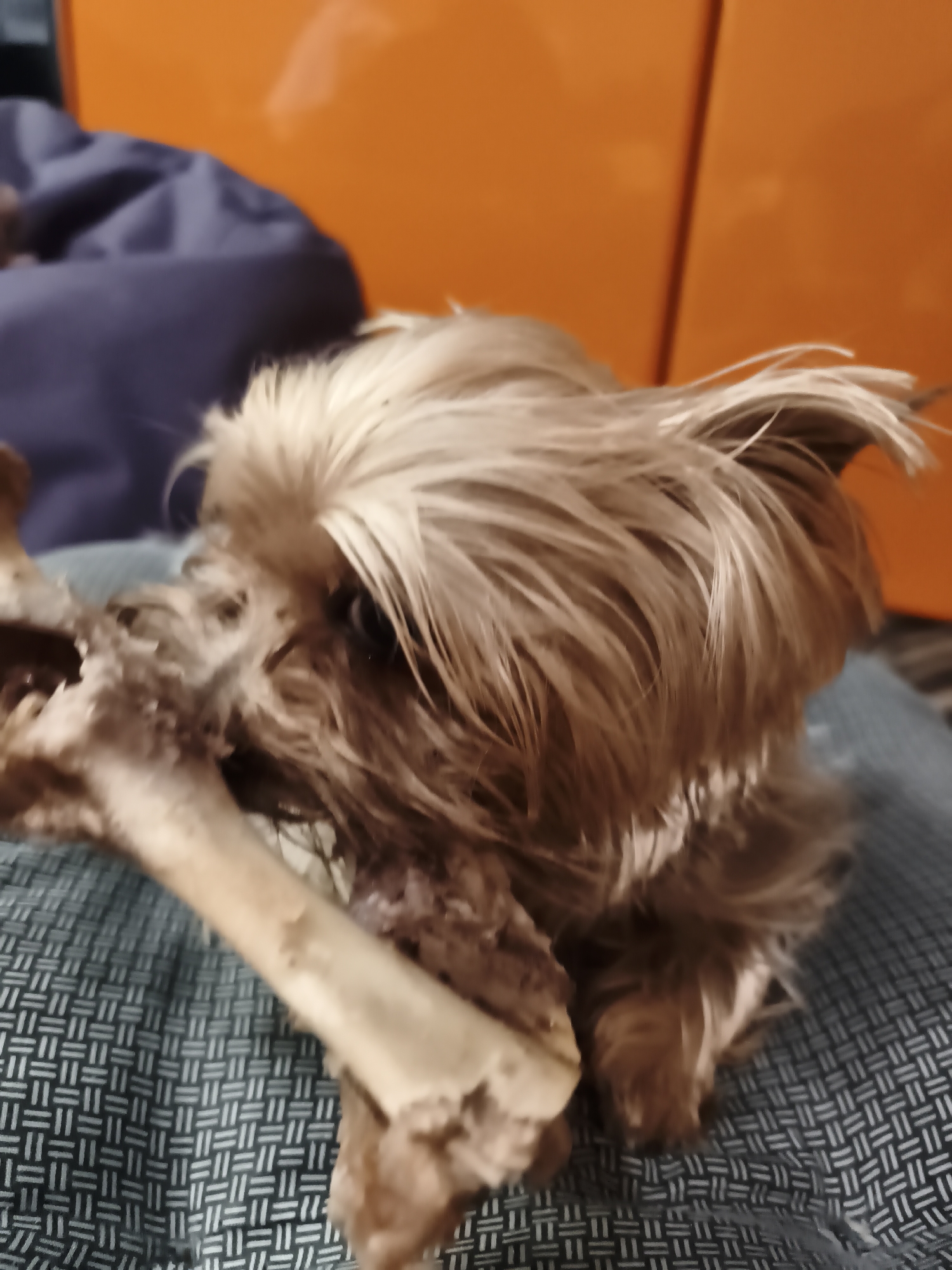 A medium shot depicts a tan and brown Yorkshire terrier-like dog with medium-length hair, positioned on a grey and white patterned surface. The dog is holding a large bone in its mouth. The background consists of a purple item and an orange cabinet or wall. The image does not contain enough information to determine if it was taken in Burgas, Bulgaria.