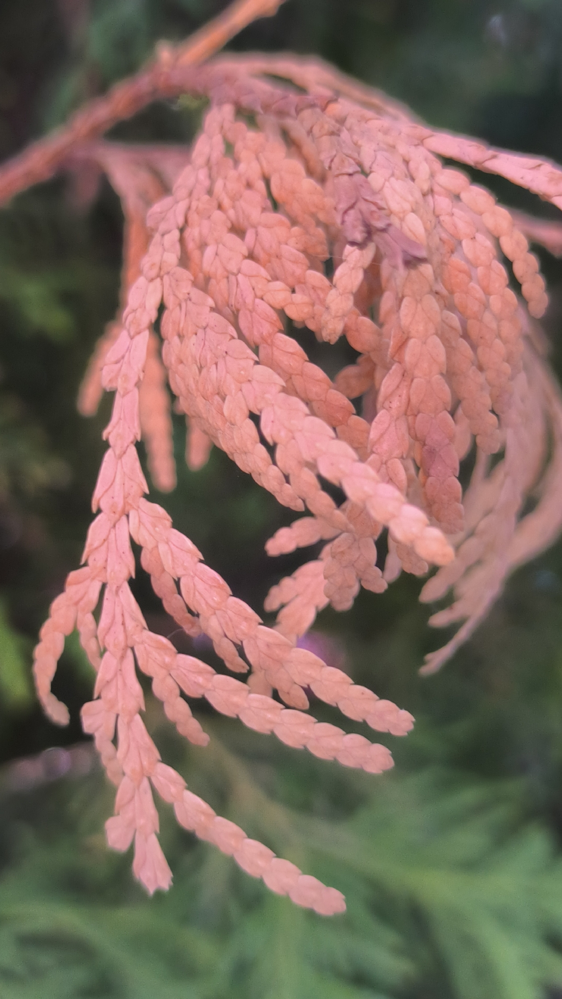 The image shows a close-up of a dried, brownish-pink evergreen branch, possibly from a cedar or cypress tree, with its scale-like leaves tightly clustered. The branch is partially unfurling, with individual segments visible. The background is a soft, blurred green, suggesting other foliage or greenery. There is no discernible location within the city of Lviv, Ukraine, as the image focuses solely on the plant. No people, actions, or interactions are depicted.