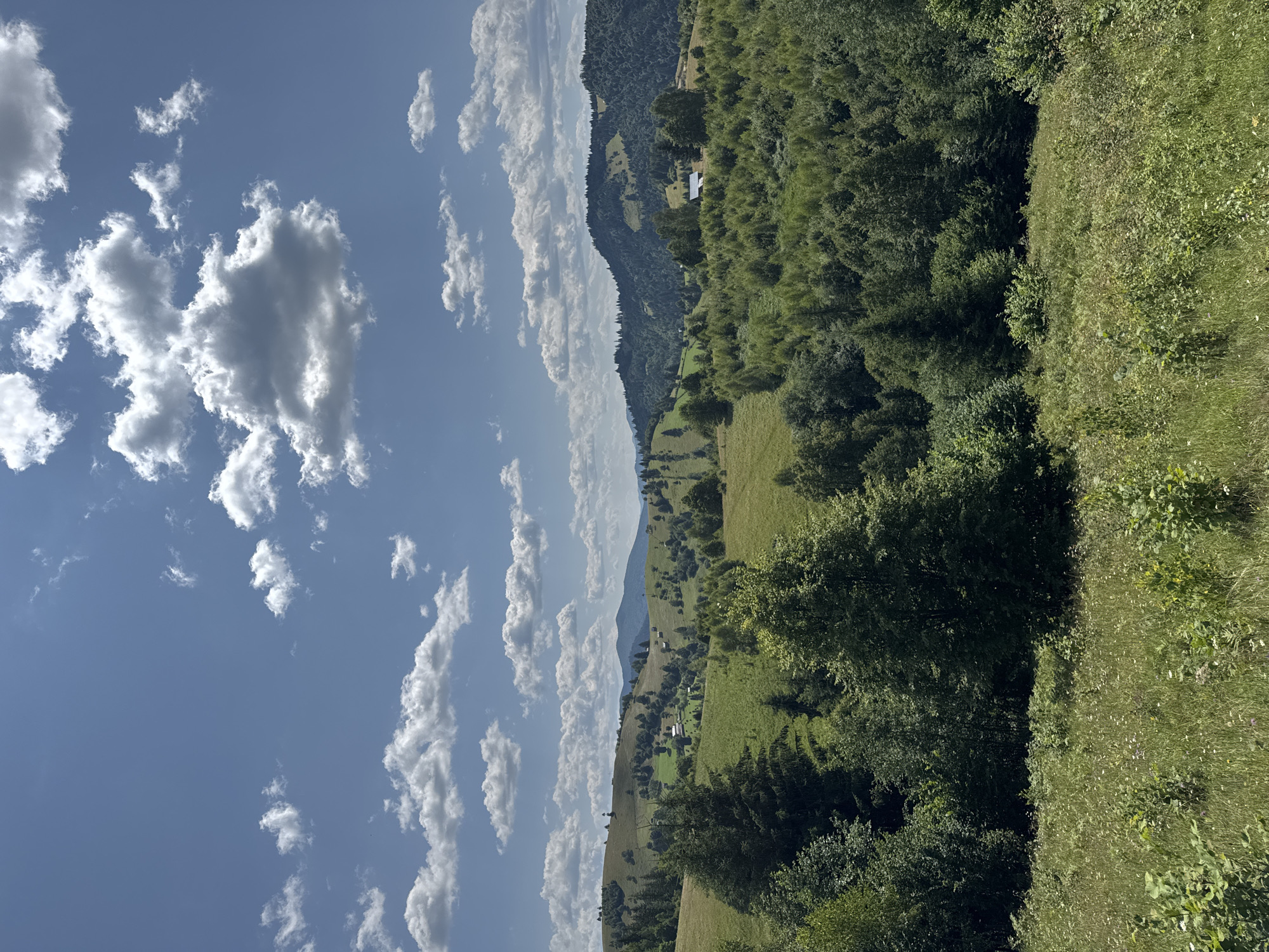The image depicts a rolling, verdant landscape under a bright blue sky dotted with fluffy white clouds. The scene is characterized by undulating hills covered in lush green grass and dense forests. Scattered throughout the hills are small clusters of houses, identifiable by their white roofs and structures, suggesting a rural or semi-rural settlement. The foreground is a field of wild grasses and small wildflowers, adding texture and a sense of untamed nature to the composition. In the midground and background, the landscape transitions into heavily wooded areas, with the trees forming a thick, deep green canopy that covers the slopes of the hills. The overall impression is one of a peaceful, natural environment, typical of the Romanian countryside. The location is identified as Vatra Moldoviței, Romania, a region known for its picturesque mountainous terrain and traditional villages.