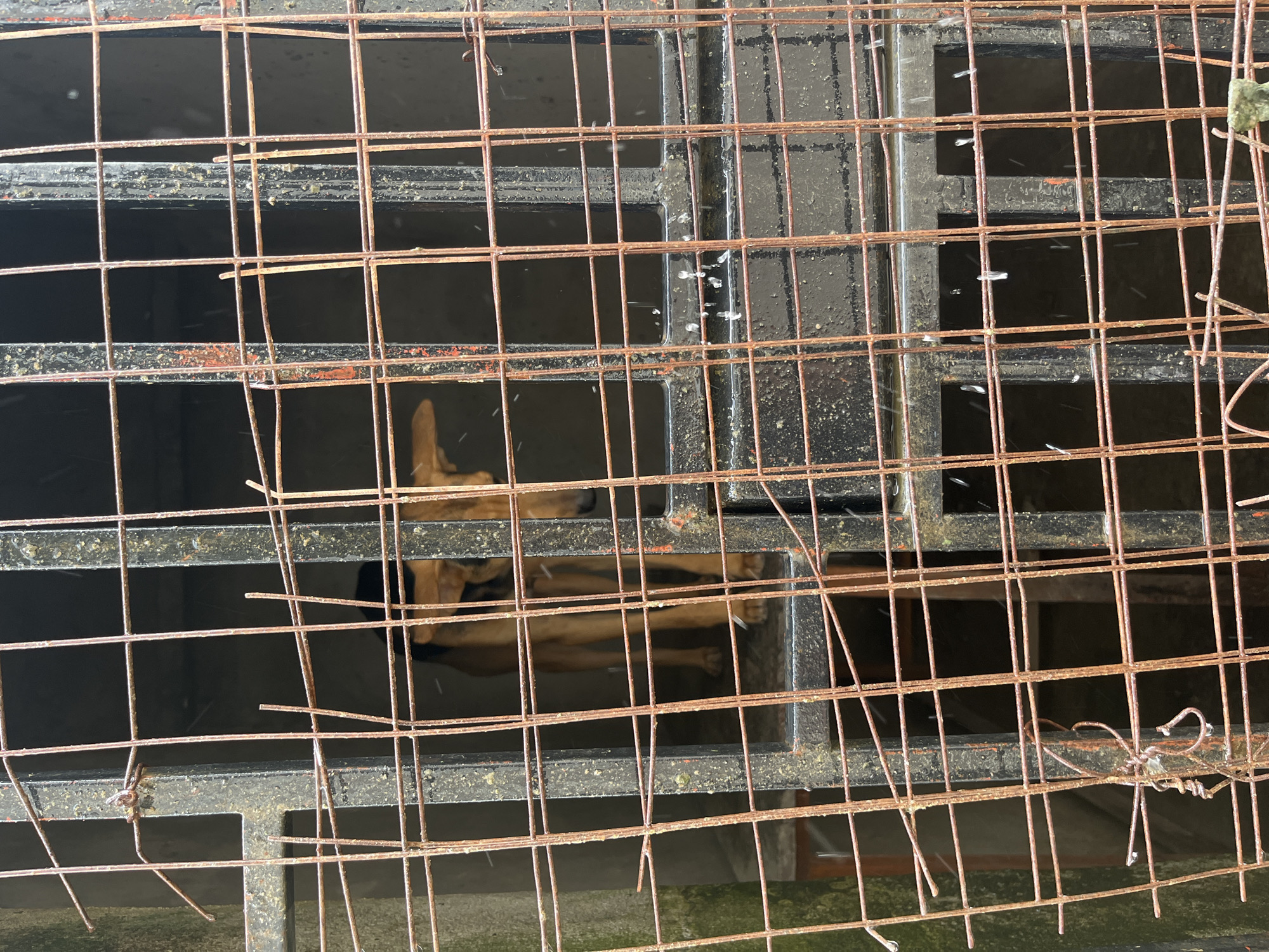 A dog rests in a cage constructed of rusty wire and black metal bars. The cage is in Dar es-Salaam, Tanzania.