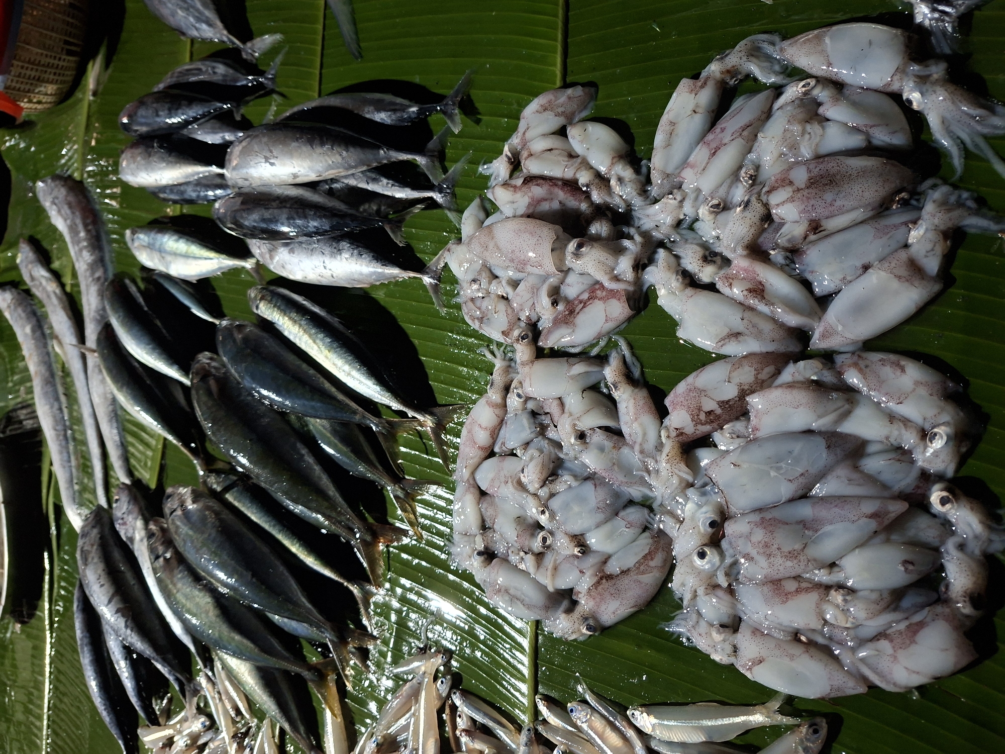 This overhead image presents a vibrant display of various fresh seafood items, meticulously arranged on large, bright green banana leaves. The scene likely depicts a stall at a market in Lhokseumawe, Indonesia, showcasing the day's catch.
On the right side of the frame, several large clusters of small to medium-sized squids are prominently featured. These squids are translucent white with visible reddish-brown speckled markings and prominent dark eyes, appearing fresh and moist.
To the left and bottom of the squids, an assortment of fish is neatly organized. In the upper-left corner, a stack of larger, dark-bodied fish, possibly mackerel, is piled together, their scales reflecting light. Below them, other medium-sized fish, some with a darker, almost iridescent blue-green hue and others silvery, are arranged in rows. Further to the far left, several long, slender fish or possibly eels are visible. At the very bottom of the image, a significant quantity of very small, silvery fish, resembling anchovies or sardines, forms another distinct section.
The banana leaves serve as a traditional and practical display surface, highlighting the freshness of the seafood and reflecting local market practices. The lighting suggests a well-lit environment, possibly an indoor market or an outdoor stall during daylight hours. No people are visible, and there is no discernible text within the image. The overall impression is one of abundant, freshly caught marine produce ready for sale.