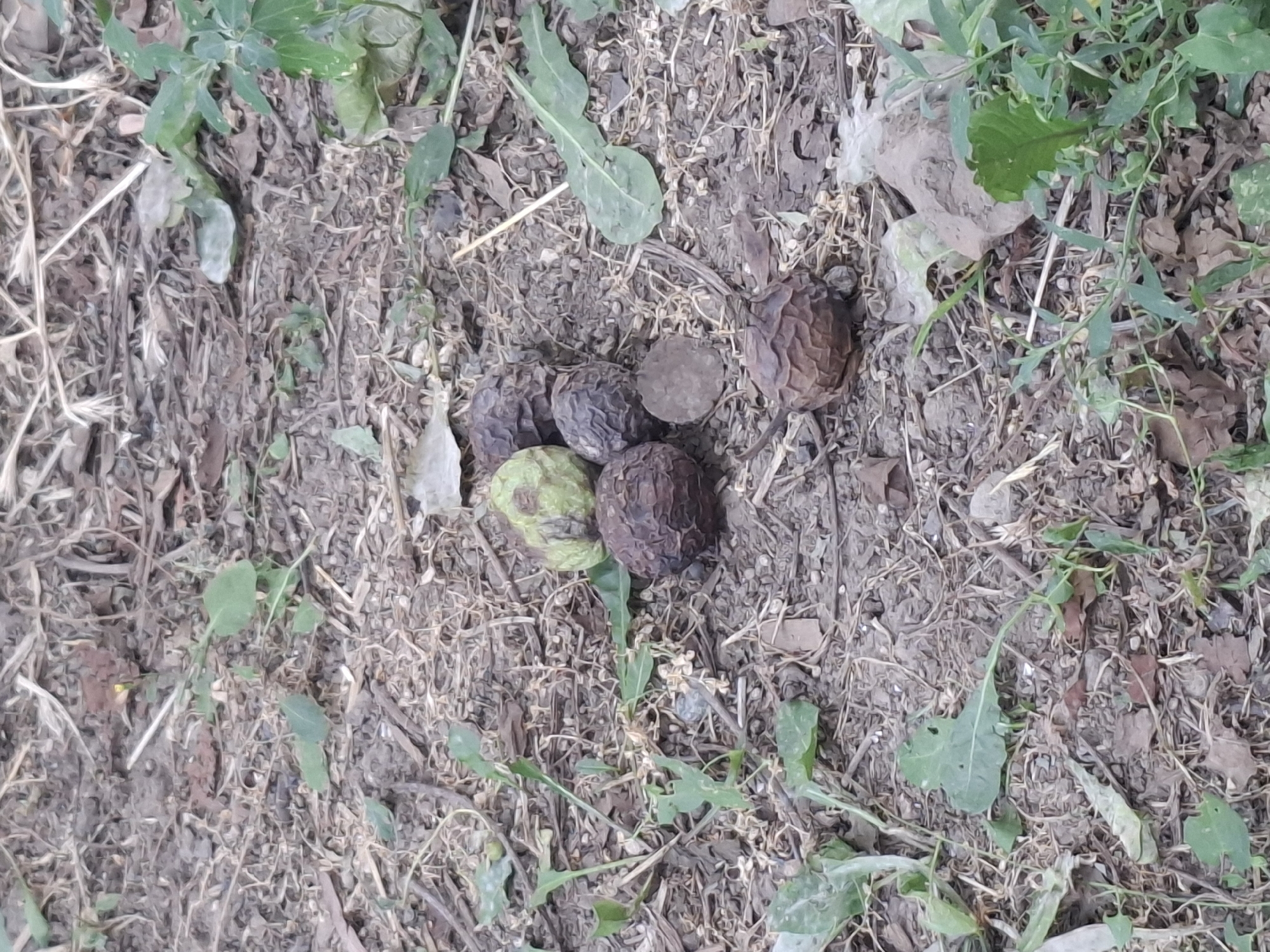 A small cluster of walnuts lies on a patch of dry, loose soil, surrounded by sparse green vegetation and dried grass. The walnuts are in various stages of decomposition, with some appearing shriveled and dark brown, while one is a lighter, greenish-brown. The ground is covered with small twigs and leaf litter, typical of an outdoor environment. The scene appears to be a natural setting, possibly a park or the side of a road within the city of Almaty, Kazakhstan. There are no people or animals visible in the image.