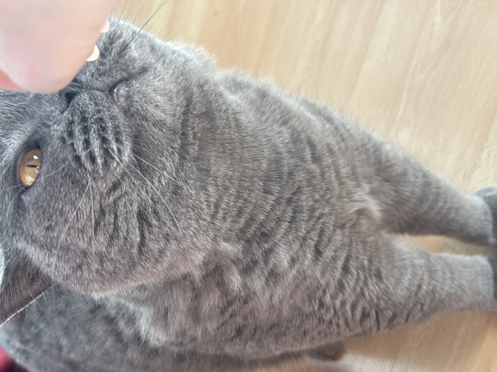 A gray shorthair cat with amber eyes is lying on a light-colored wooden floor. A human fingertip is touching the cat's forehead. The image does not provide any information about the city of Sofia, Bulgaria.