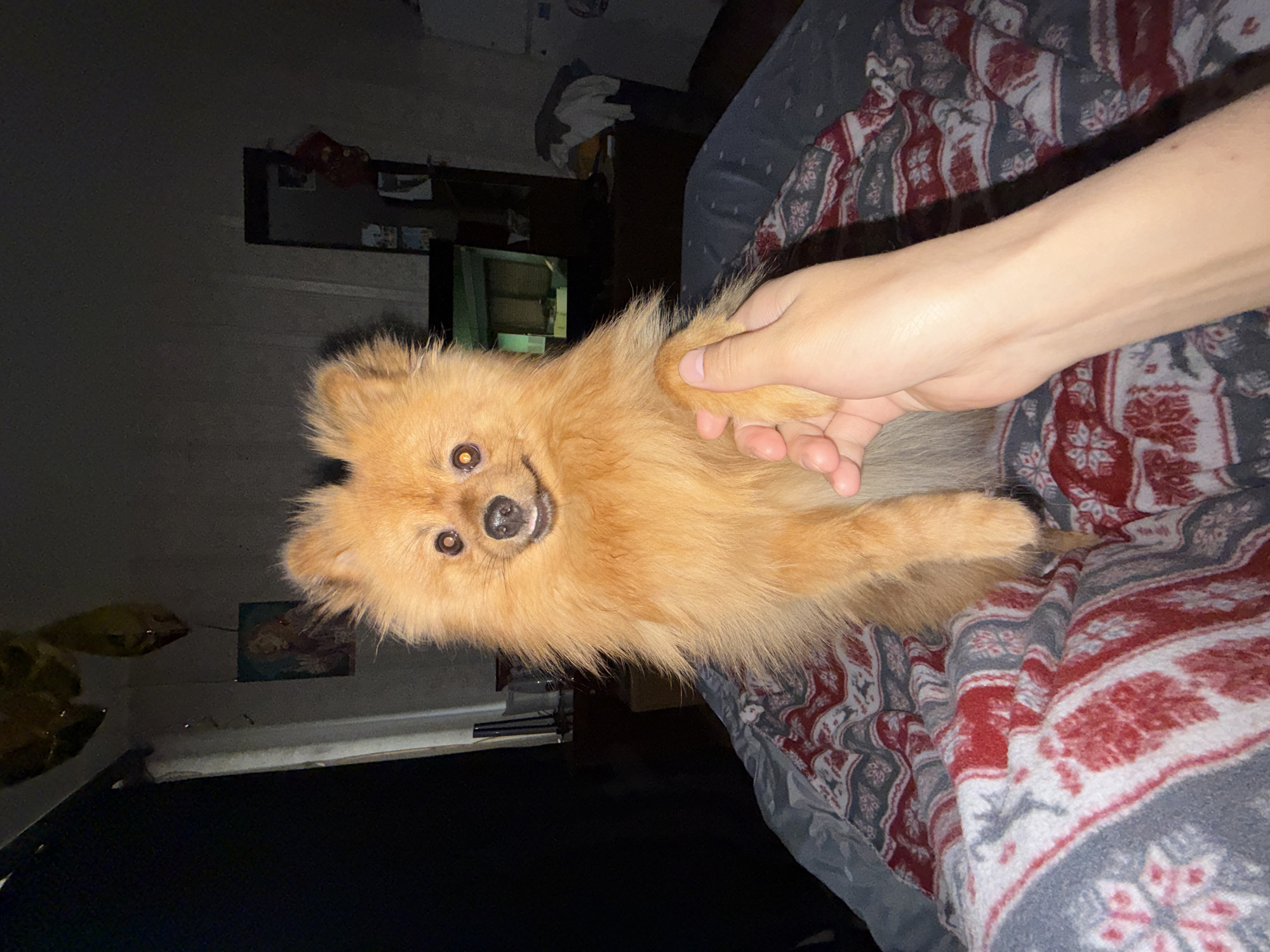 A close-up, rotated, low-angle indoor shot shows a light-orange Pomeranian dog lying on a bed with a hand holding its paw. The dog is facing the camera with a visible smile. The bed is covered with a gray blanket patterned with red and white floral designs. The hand holding the dog's paw is pale. In the background, partially visible, are a dark piece of furniture and a white object. The location is not discernible from the image.