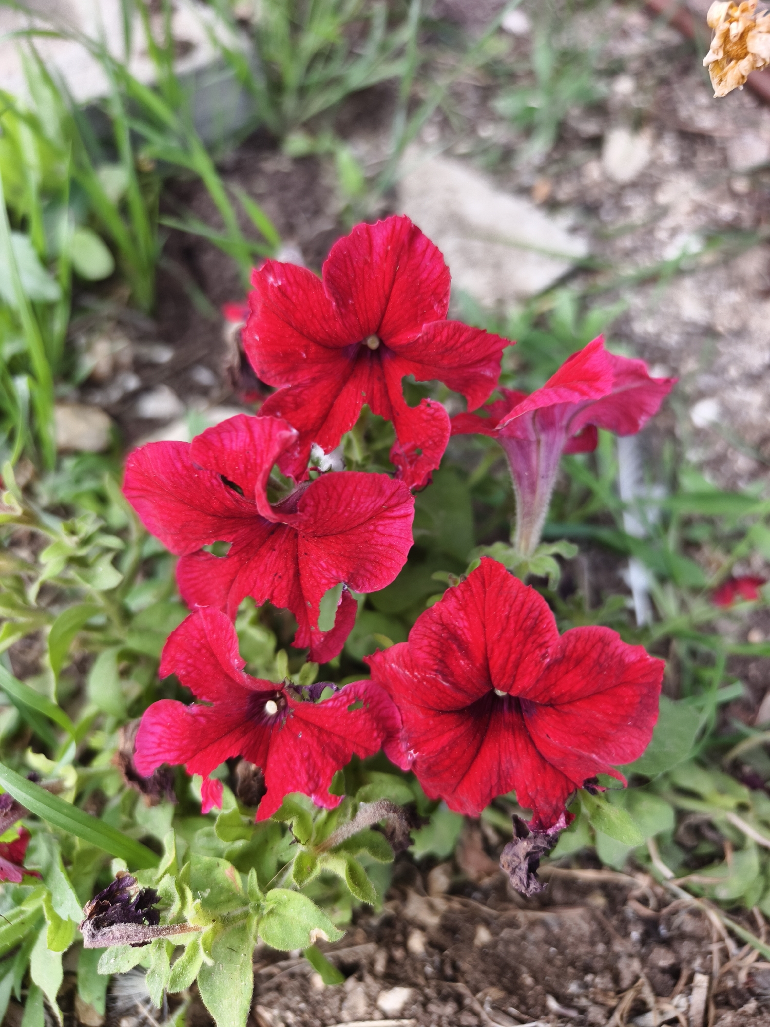The image shows a cluster of vibrant red petunia flowers in the Jezreel Valley Regional Council, Israel. The flowers are in full bloom, displaying a deep red color with darker centers. The petals exhibit some imperfections, with small tears and uneven edges, suggesting they are not newly opened. The flowers are surrounded by green foliage and situated on soil covered with small stones and organic matter. The background includes blades of grass and other vegetation, with a small, dried flower visible in the upper right corner. The overall setting indicates a garden or naturalized planting area.
