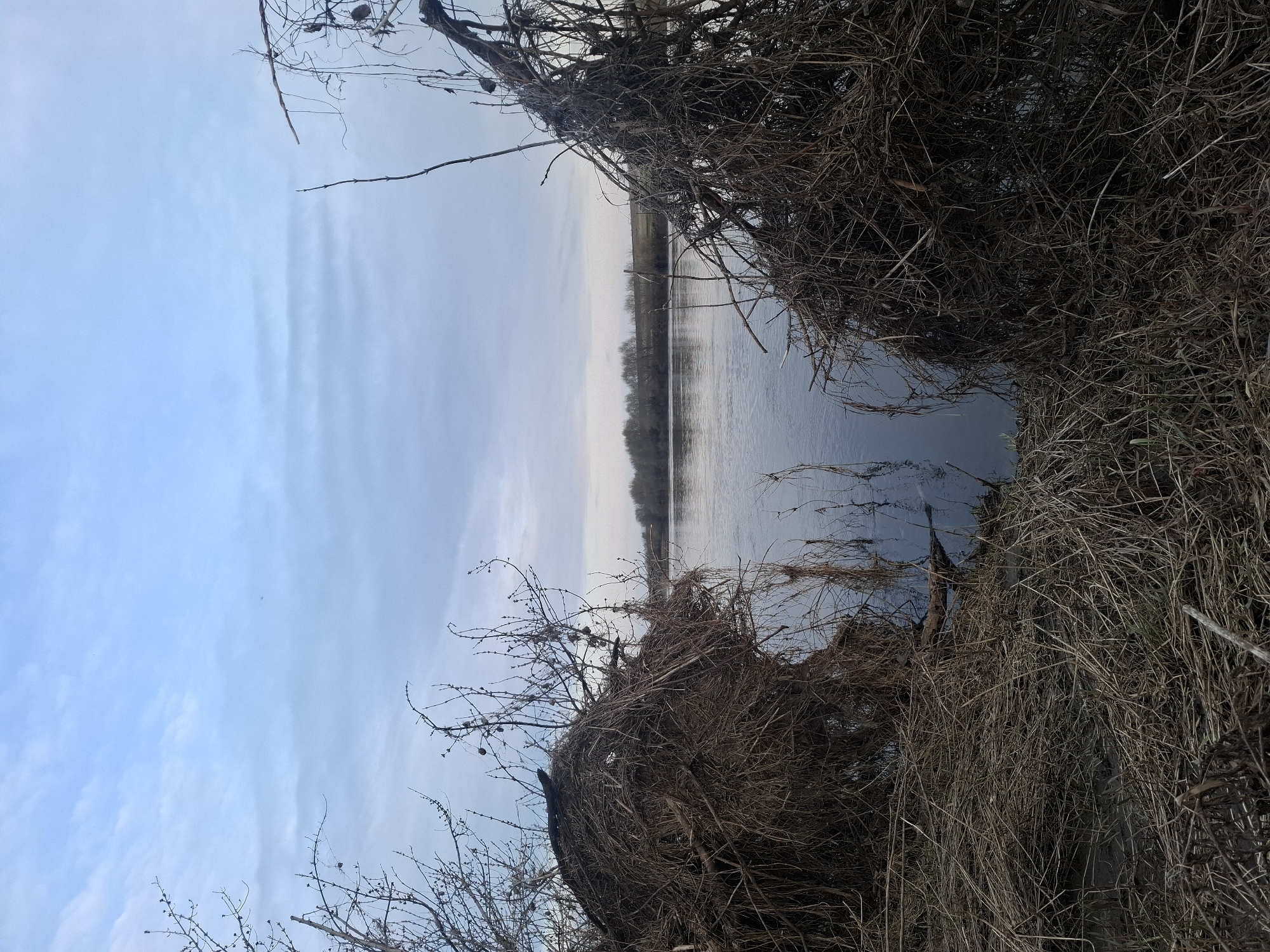 The image shows a water landscape with dense vegetation in the foreground. The sky is light blue with streaks of white clouds. The body of water appears calm with reflections of the sky and distant trees on the opposite shore. In the foreground, there are dense, tangled dry branches and grass. The branches partially obscure the water. The image is taken at ground level. The location is Дерезовка, Russia.