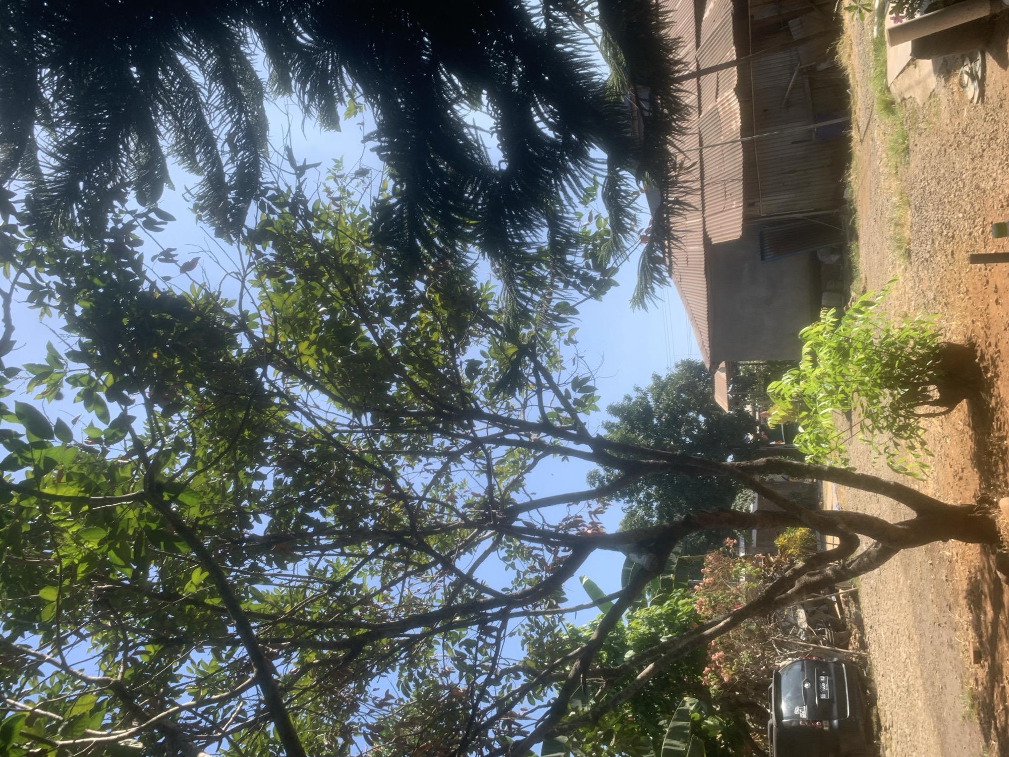 The image depicts an outdoor scene in the city of Moncongloe, Indonesia, on a clear, sunny day. In the foreground, a bare-branched tree with some green leaves occupies the center and left of the frame. To the right of this tree, a bushy green plant is visible. Behind the foreground tree, the branches of another tree with denser foliage are prominent. To the far right, the dark, feathery needles of a conifer tree overhang the scene.
In the mid-ground, a rustic building with a corrugated metal roof is situated. The walls appear to be a combination of plaster and corrugated metal siding. A dark blue barrel and some construction materials are visible near the building. To the left of the building, a black van with a license plate reading "DD 1690 ND" is parked on a gravel road. Scattered vegetation, including banana leaves and flowering plants with pink blossoms, are present throughout the scene. The ground is covered with gravel and dirt. The sky is a clear blue.