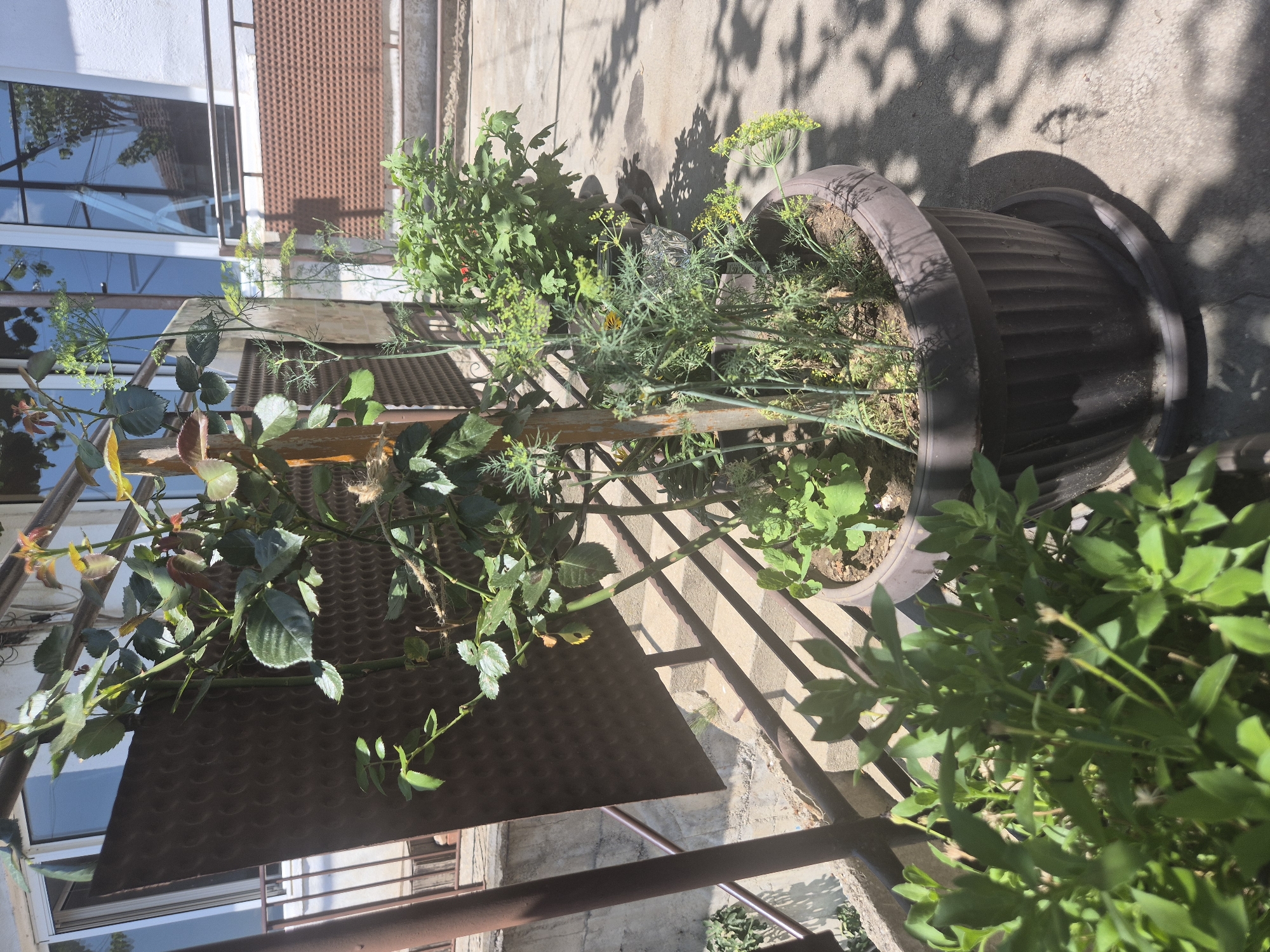 An outdoor, eye-level, medium shot shows a collection of potted plants on a concrete patio area. In the foreground, a large dark brown planter pot with vertical ridges contains a rose bush and dill. The rose bush has green leaves and a brown, wooden stake for support. The dill is tall and feathery with small yellow flowers. To the left of this pot, a smaller cluster of green leafy plants is visible. Behind the rose bush and dill, another large planter pot holds a bush with dense green foliage. The scene is illuminated by sunlight, casting shadows on the concrete. A metal railing with a brown diamond-patterned panel is visible behind the plants. In the background, a building with large windows and a white exterior is present. The environment appears to be a residential patio or yard.