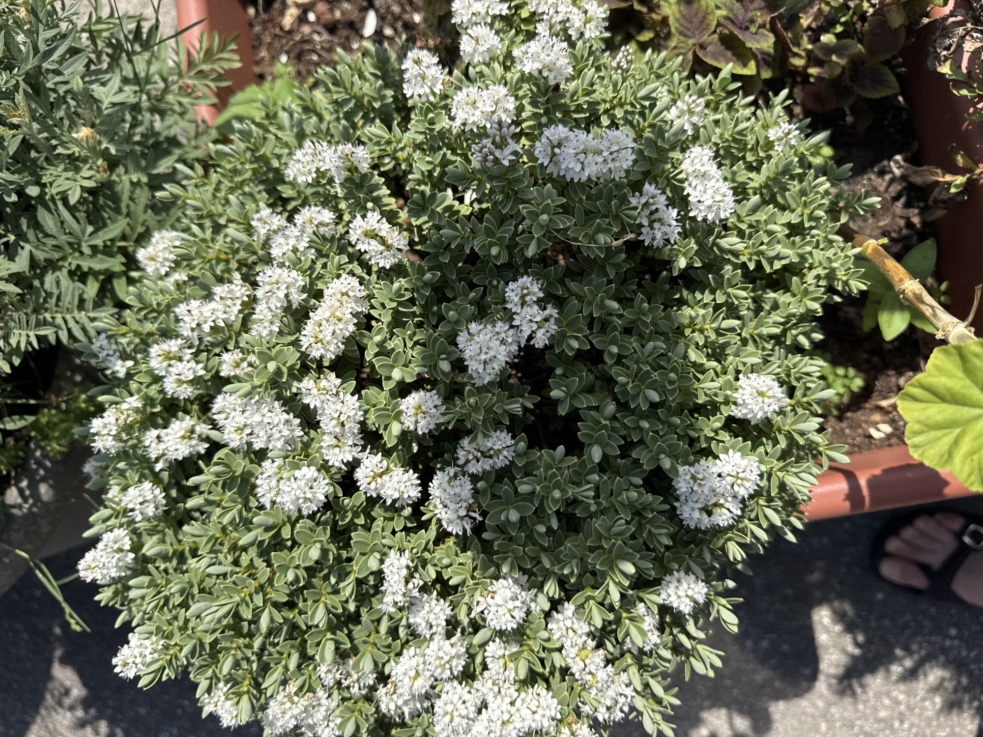 A close-up overhead shot shows a potted plant with dense, small green leaves and clusters of tiny white flowers. The plant is in a reddish-brown planter, and is surrounded by other plants and dark soil. In the bottom left corner, a person's foot, wearing a dark sandal, is visible on a grey, textured surface. The scene appears to be outdoors, with dappled sunlight casting shadows. The overall impression is one of a well-maintained garden or patio area.