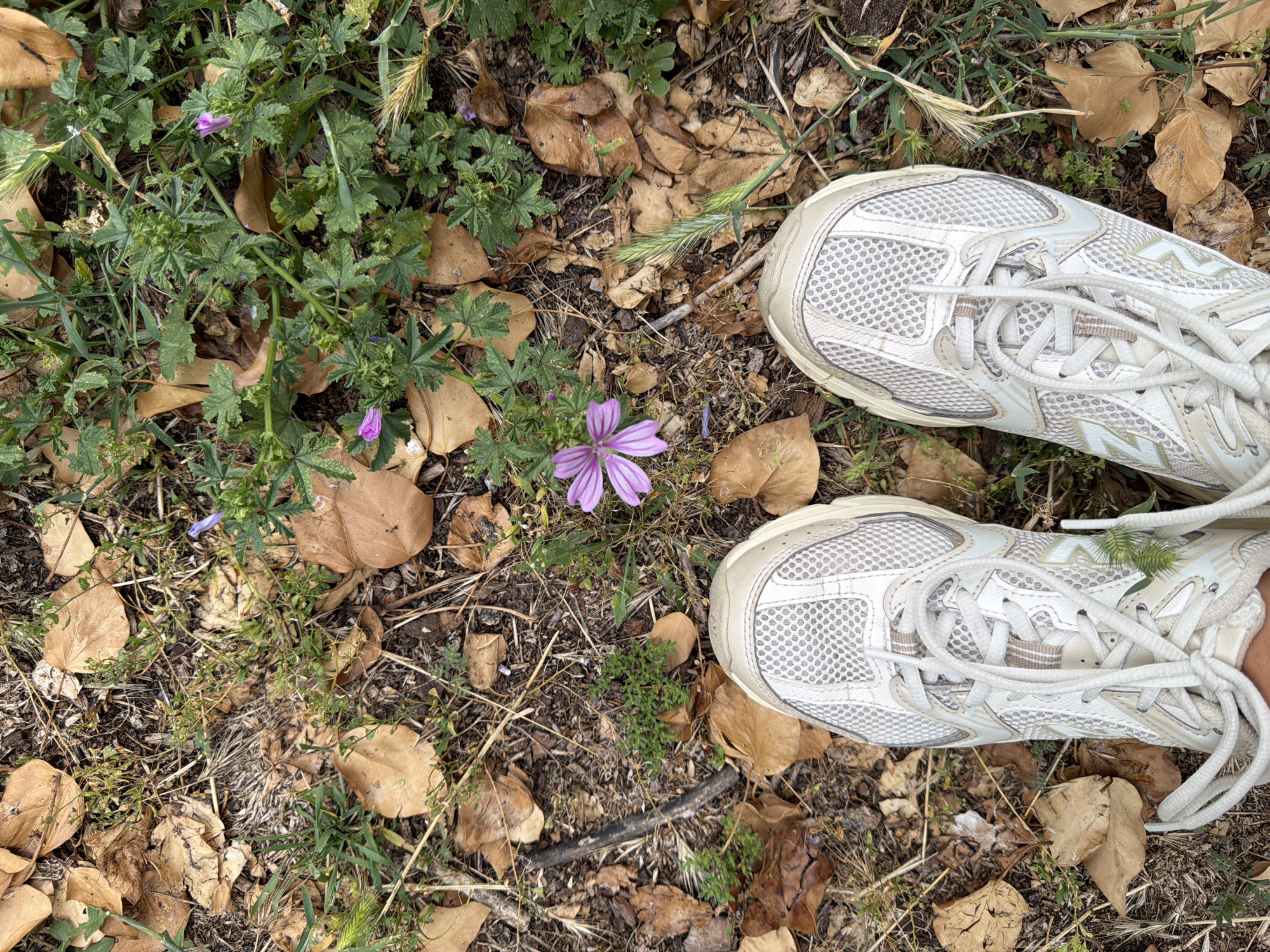 The image shows a pair of white and beige athletic shoes standing on the ground. The ground is covered with dry brown leaves, dirt, and patches of green grass and small plants. There is a single purple flower with darker stripes on its petals visible in the center of the image. The perspective is from above, looking down at the shoes and the ground. The scene appears to be outdoors, possibly in a park or natural area within the city of Pazardzhik, Bulgaria. There is no indication of human presence beyond the shoes.