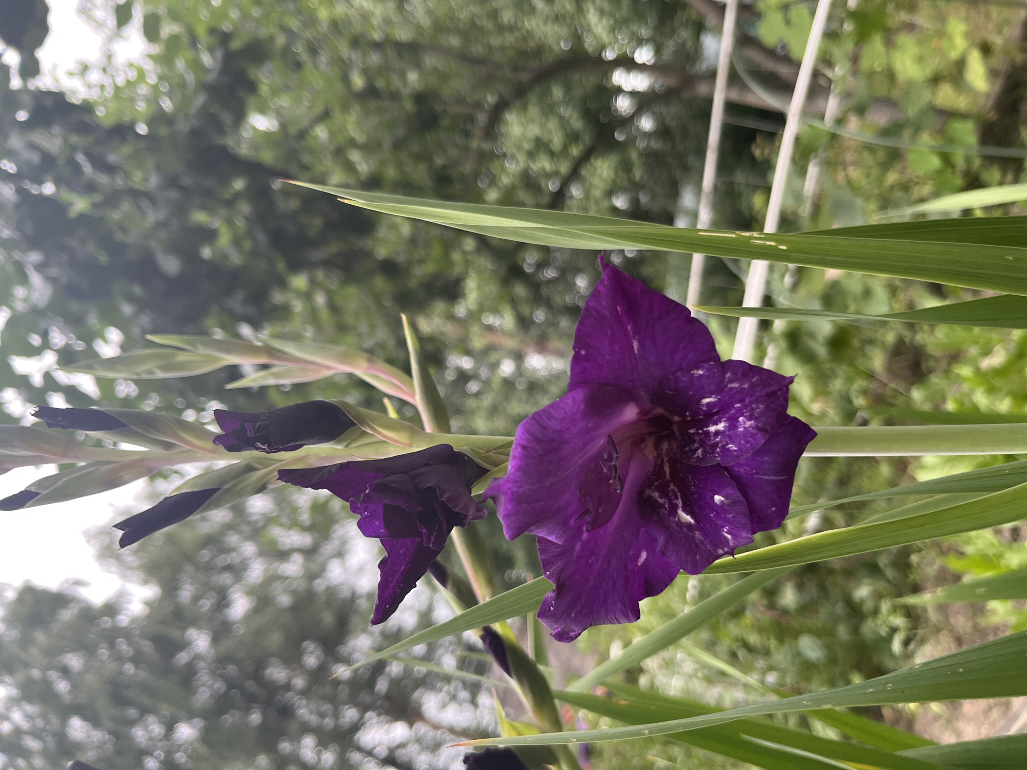 A close-up, eye-level shot features a vibrant, deep purple gladiolus flower in bloom. The flower's petals are a rich hue, with subtle white speckles scattered across their surface. Several unfurled buds and developing flower spikes rise above the main bloom, their dark purple tips contrasting with the lighter green of the stalks and sword-like leaves. The background is softly blurred, suggesting an outdoor setting with lush green foliage and trees. A white railing is partially visible in the lower right portion of the frame. The image was captured in Tarasovka, Russia.