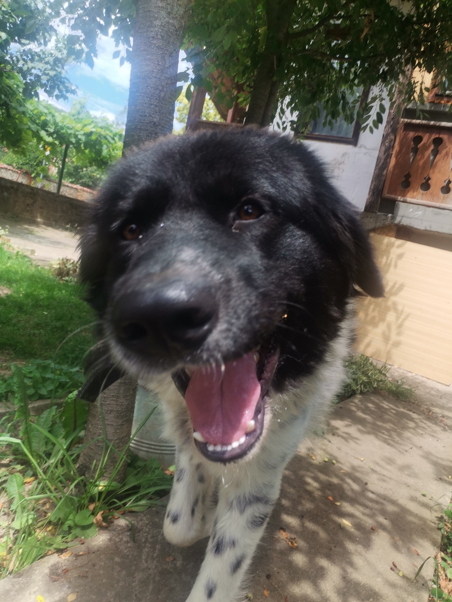 A medium shot, eye-level perspective captures a black and white dog panting in what appears to be a backyard. The dog is the primary subject, positioned centrally in the frame, with its mouth open wide, tongue hanging out, and teeth visible. Its fur is predominantly black on its head and shoulders, transitioning to white with black spots on its chest and legs. The dog's eyes are dark brown and appear to be looking slightly off-camera to the right.
The background suggests a sunny day in a rural or suburban setting. A tree trunk is visible to the left of the dog, with lush green foliage overhead and to the left, partially obscuring the bright blue sky. To the right of the dog, a white building with brown wooden window frames and shutters is partially visible. A concrete path runs in front of the dog, with scattered leaves and small green objects on it, possibly fallen fruit or buds. Green grass and other plants are visible on the left side of the frame. The overall lighting indicates it is daytime, likely late morning or afternoon, given the strong sunlight and distinct shadows cast by the foliage on the ground. The dog's panting and open mouth suggest it may be warm or has been exercising. No text is visible in the image. The scene is set in Osoitsa, Bulgaria.