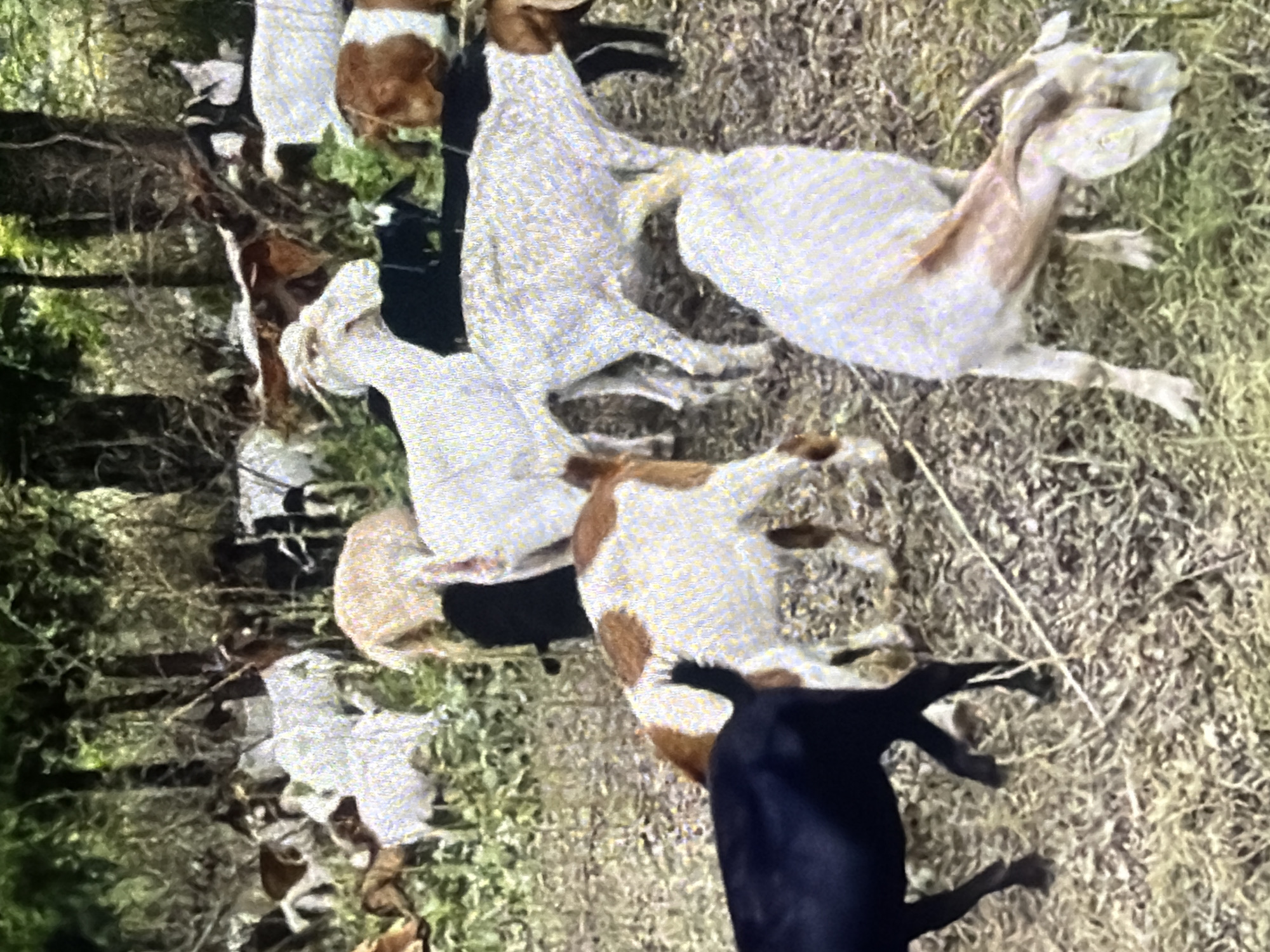 A herd of goats is gathered in a wooded area with dry grass on the ground. The goats are of various colors, including white, brown, and black. Some goats are standing, while others are grazing. The trees in the background are dense and leafy. The overall impression is that of a natural, rural environment. This scene is located in the city of Bukuru, Nigeria.