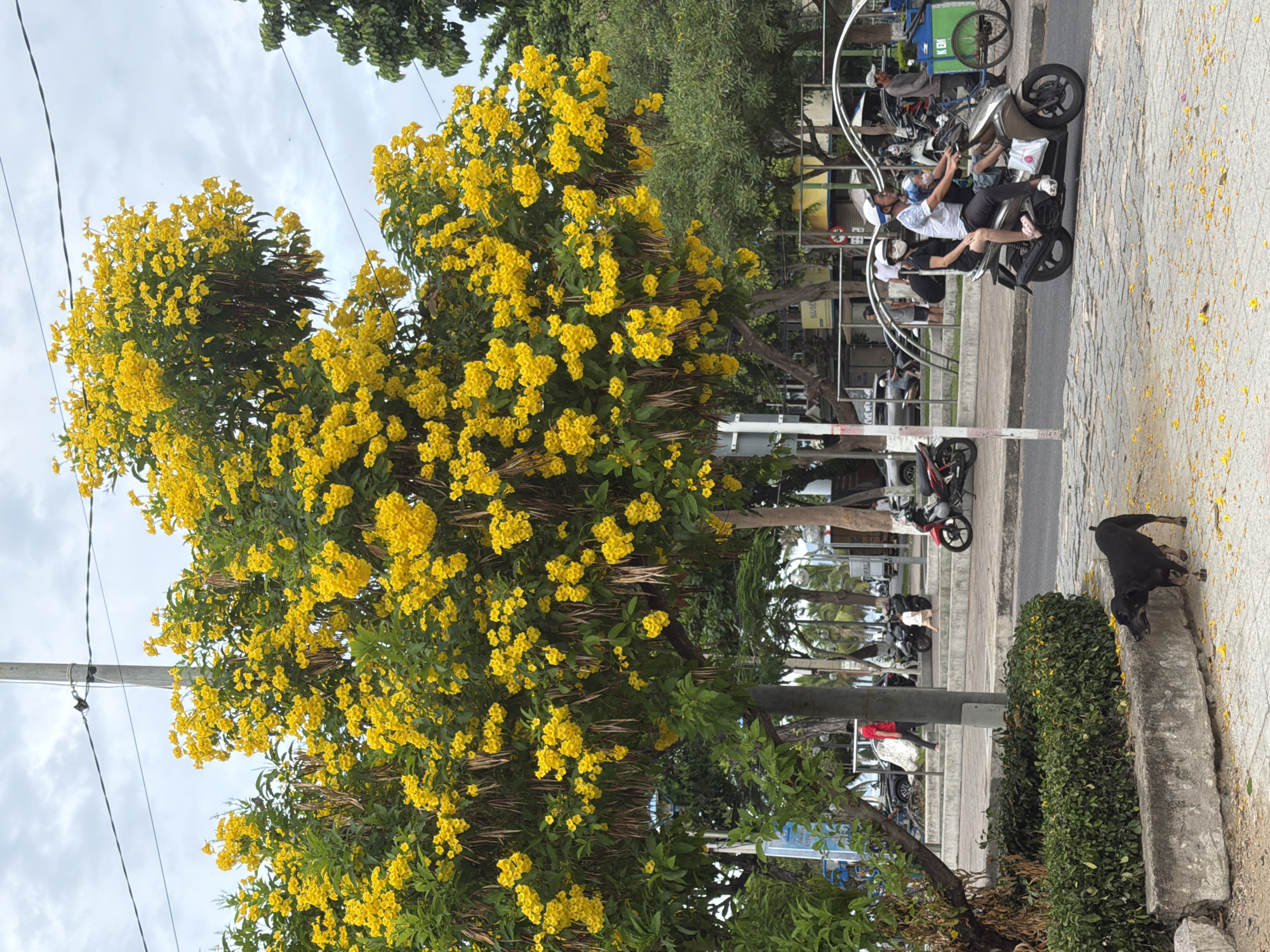 In Nha Trang, Vietnam, a black dog walks on a sidewalk beside a concrete planter filled with green bushes. Yellow flowers are scattered on the ground. Behind the dog, a family of three rides on a scooter. The father drives, the mother sits behind him, and a child sits in front of her. The family is wearing masks. The scooter is brown. Further in the background, other people and vehicles are visible. A large tree with bright yellow flowers dominates the left side of the image. The sky is cloudy.