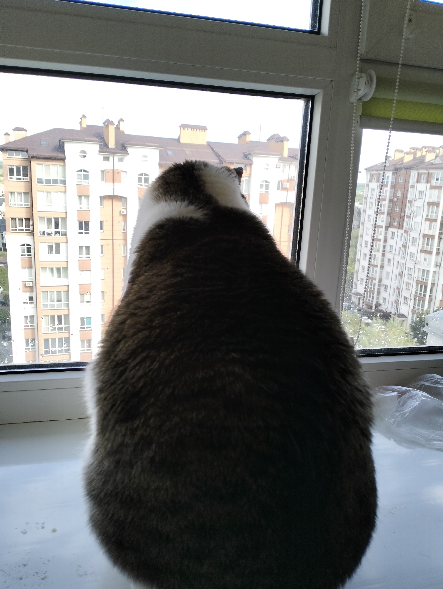 A medium shot captures the back of a dark brown and white cat sitting on a white windowsill, gazing out of a window. Outside, buildings stand in the distance. The location is Krykhivtsi, Ukraine. The weather appears overcast and possibly rainy, as water droplets are visible on the window. A string of white beads hangs vertically near the right edge of the window frame.